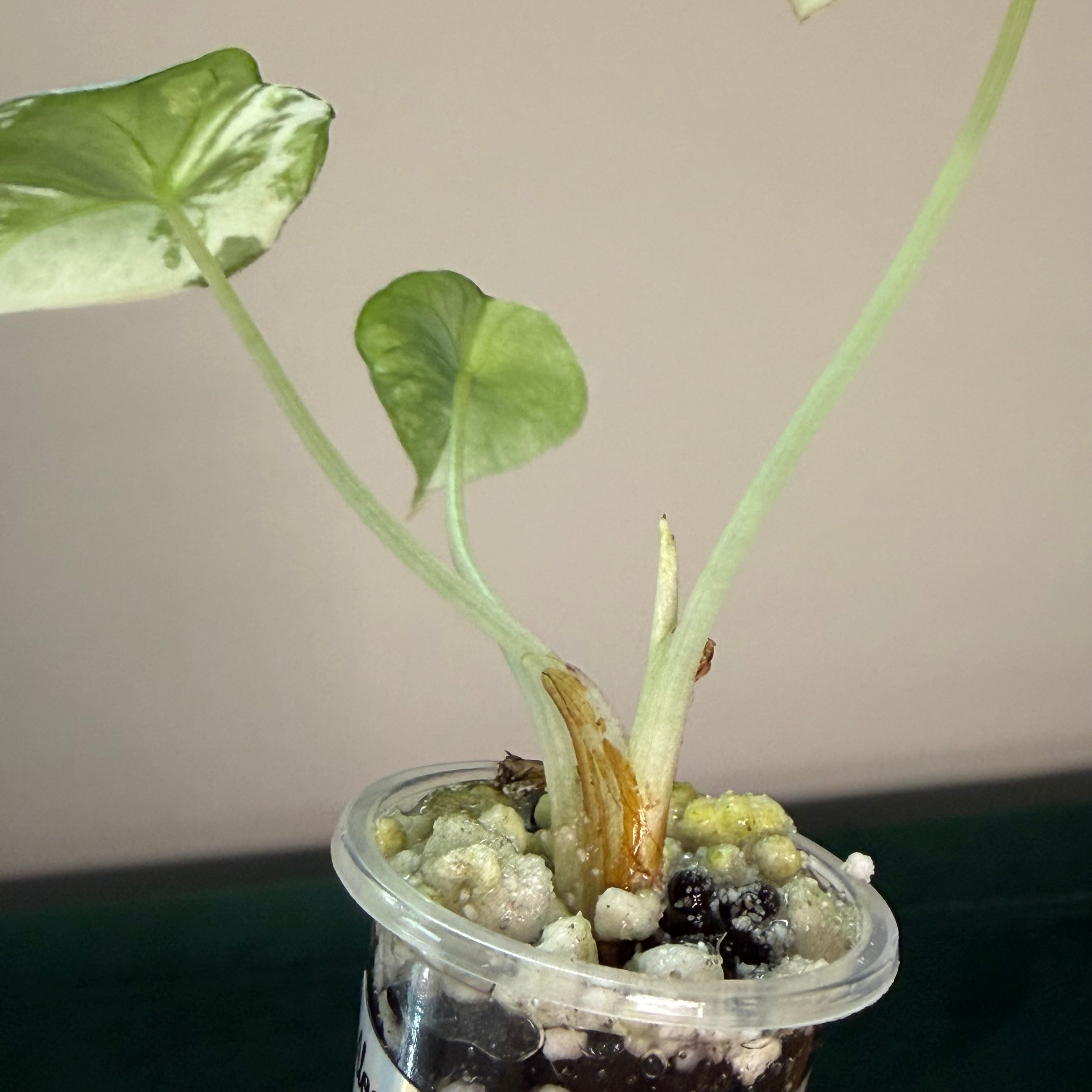 Alocasia Black velvet pink