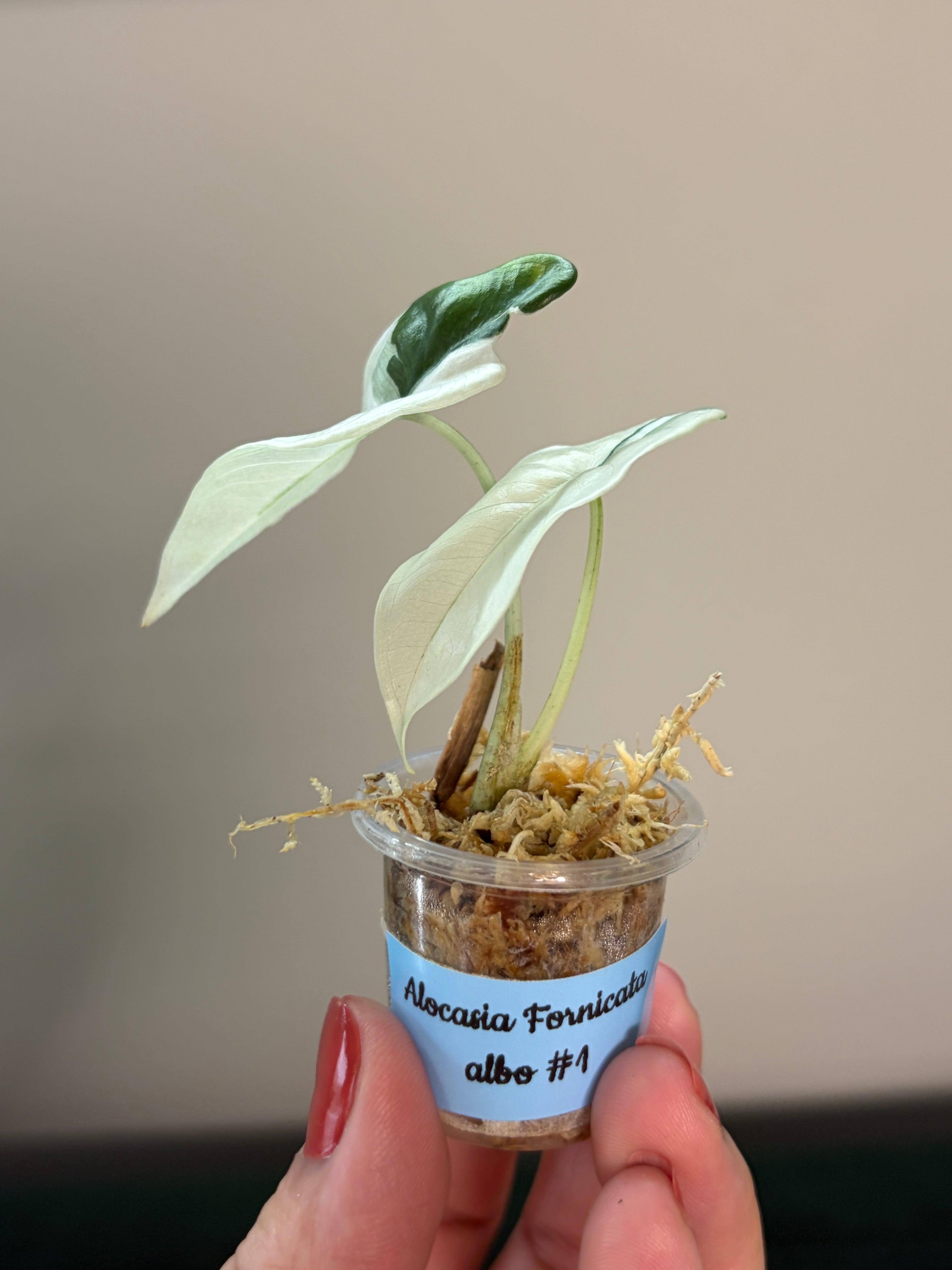 Alocasia Fornicata albo #1