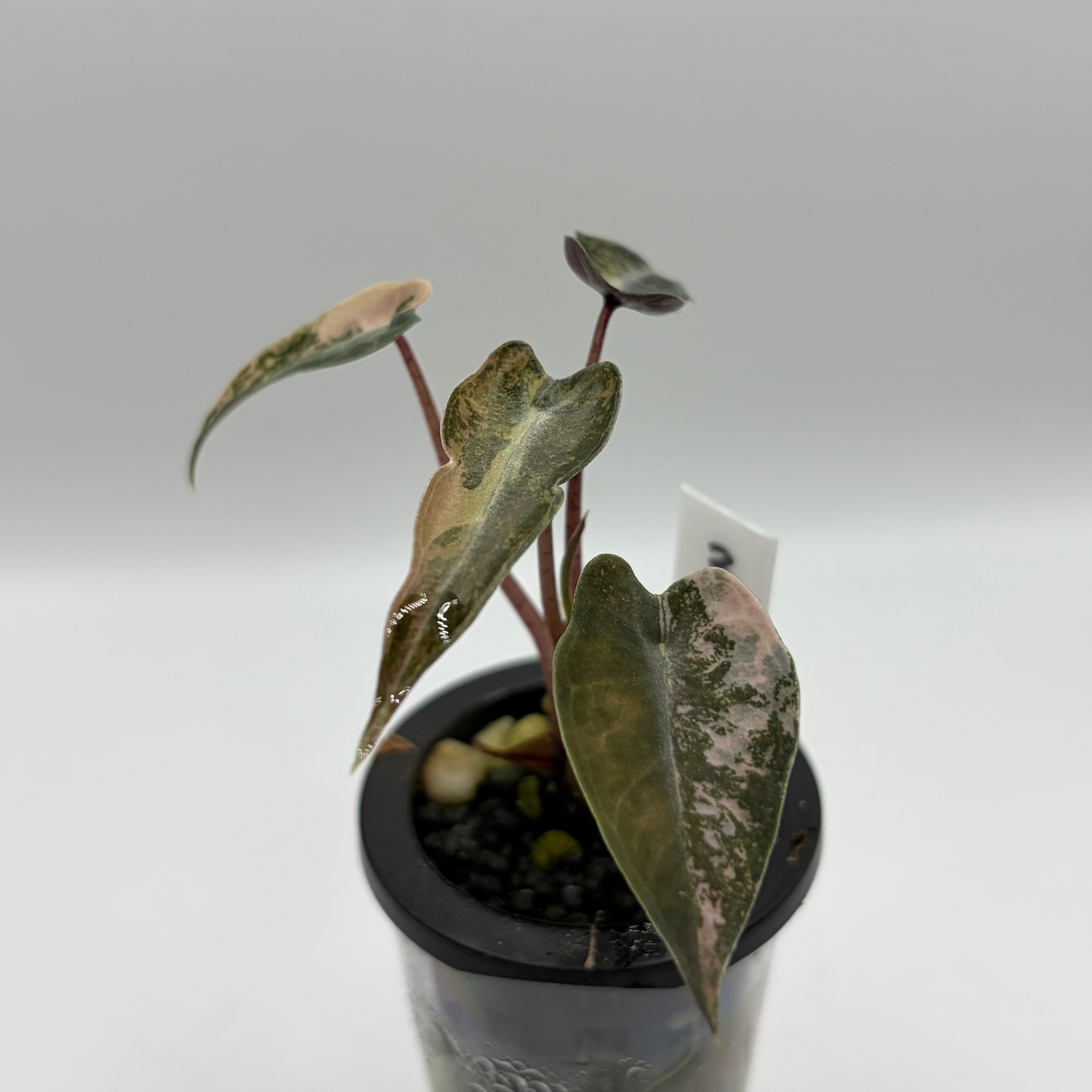 Alocasia Bambino aurea