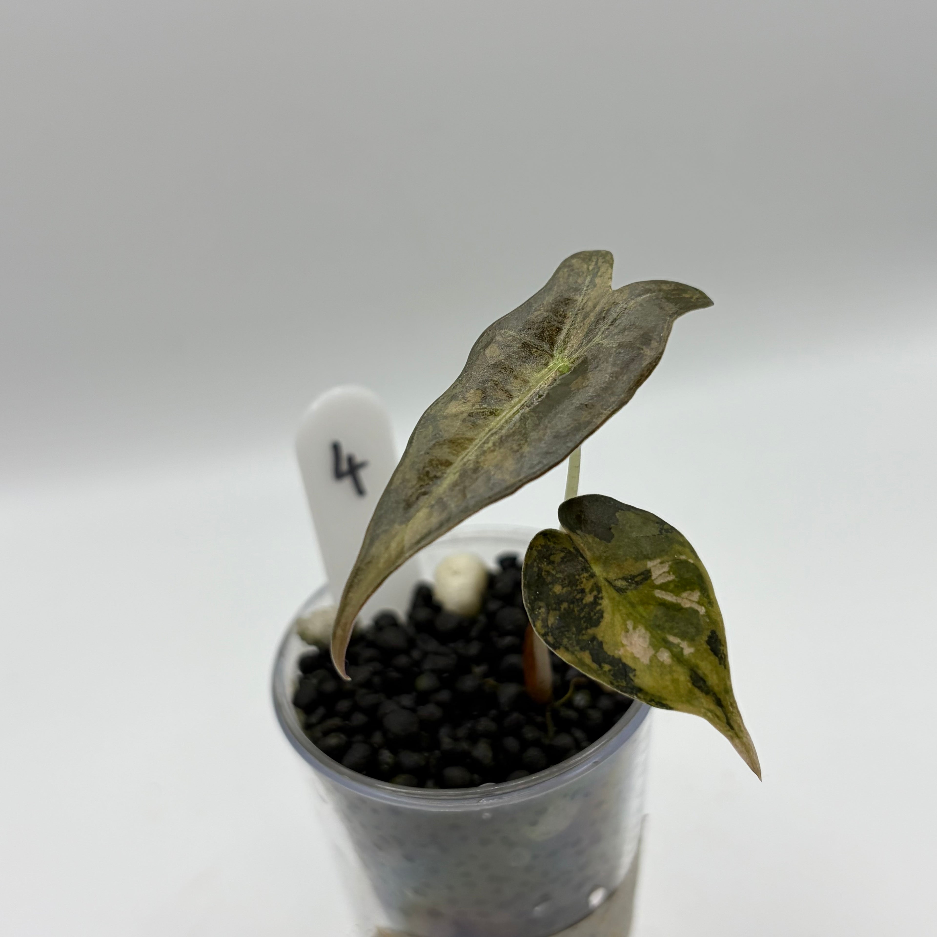 Alocasia Nobilis aurea