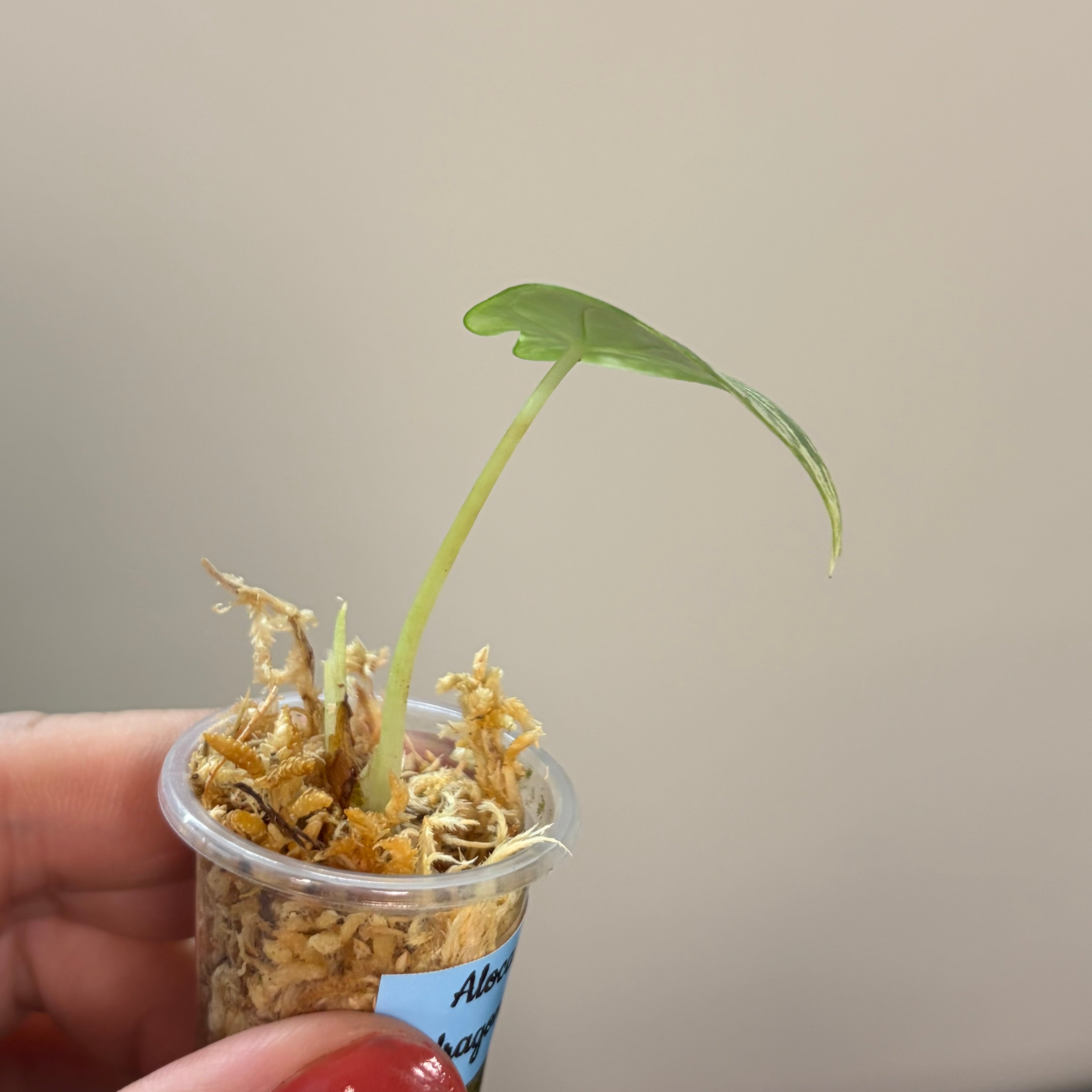 Alocasia Silver dragon aurea