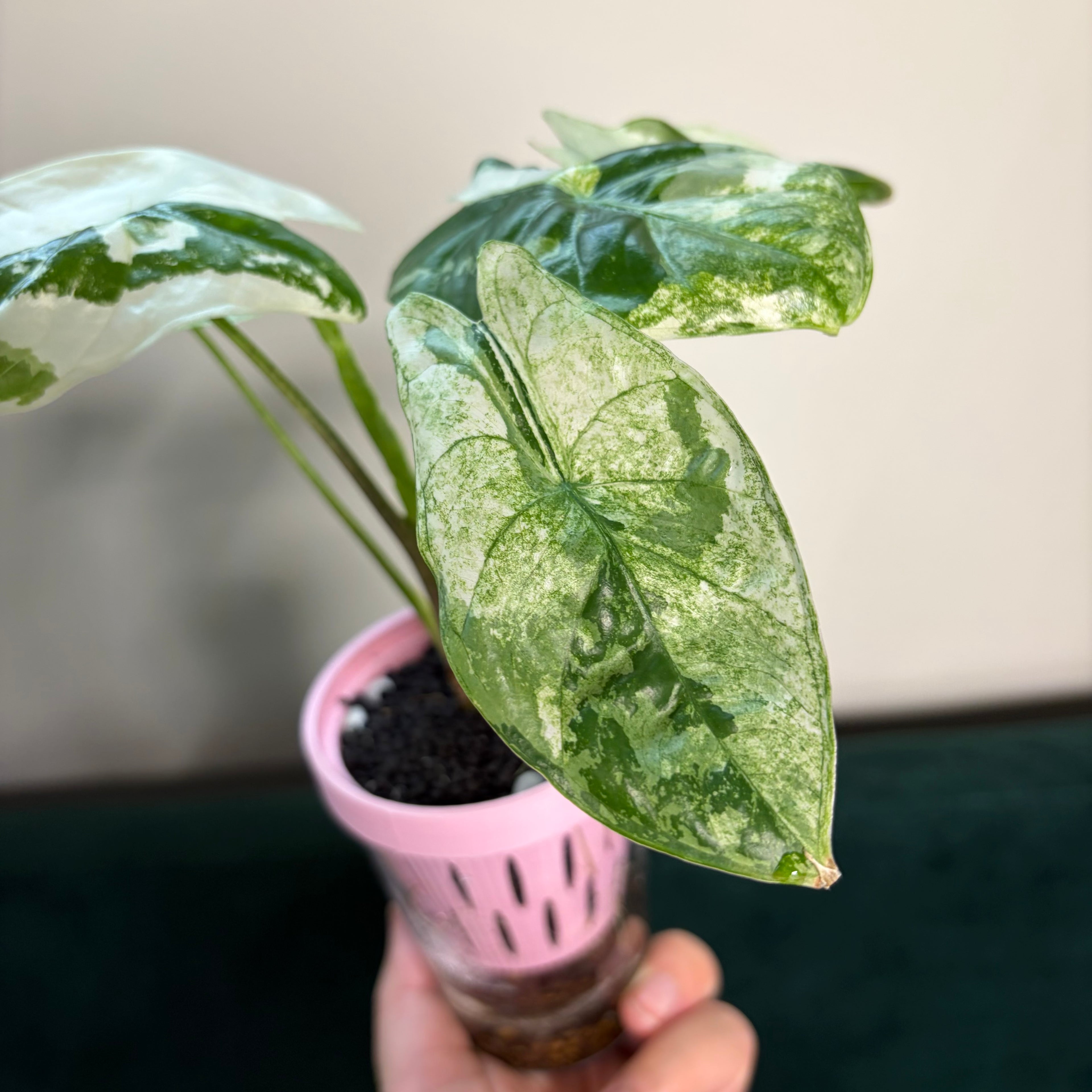 Alocasia Fornicata mint (corm)