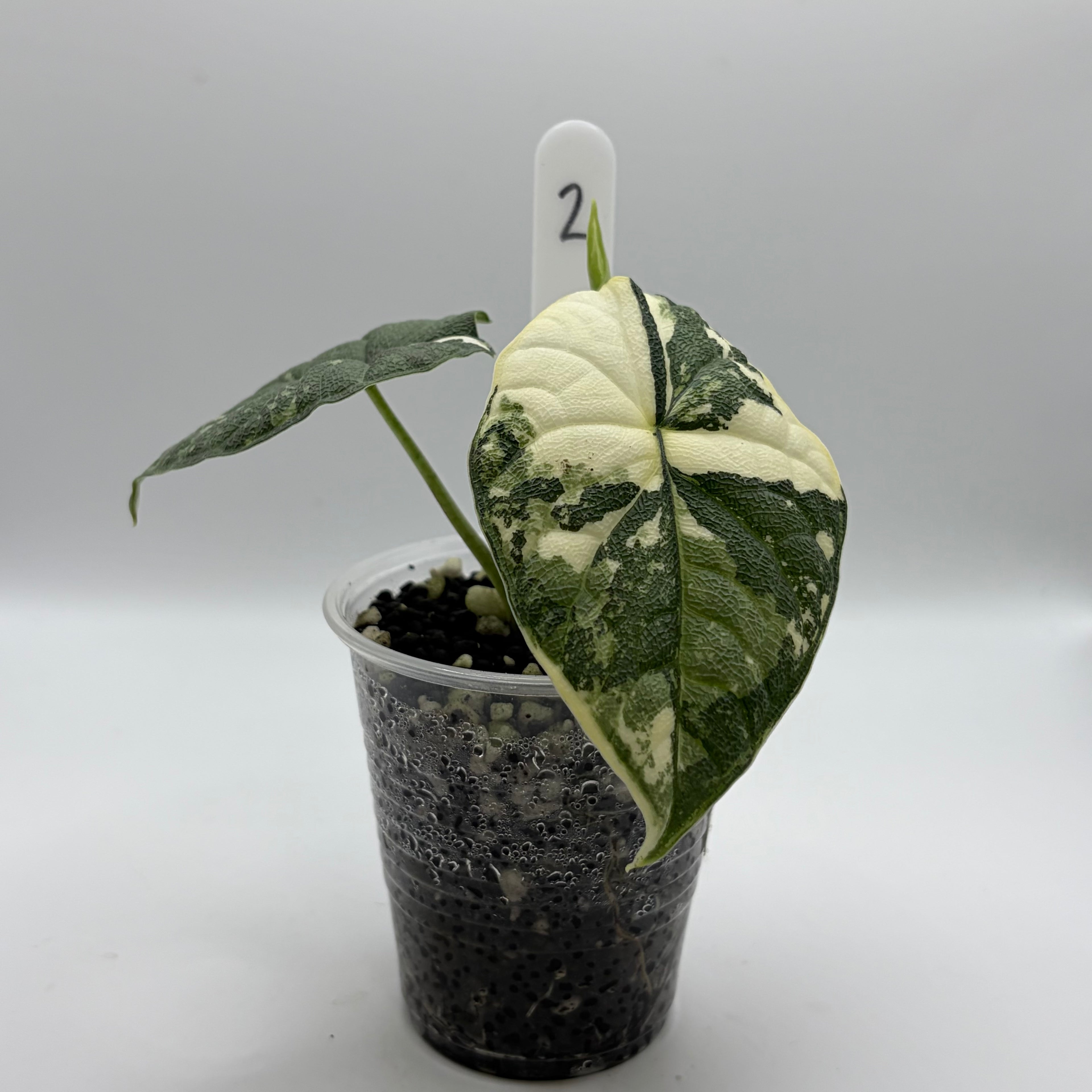 Alocasia Melo albo #2