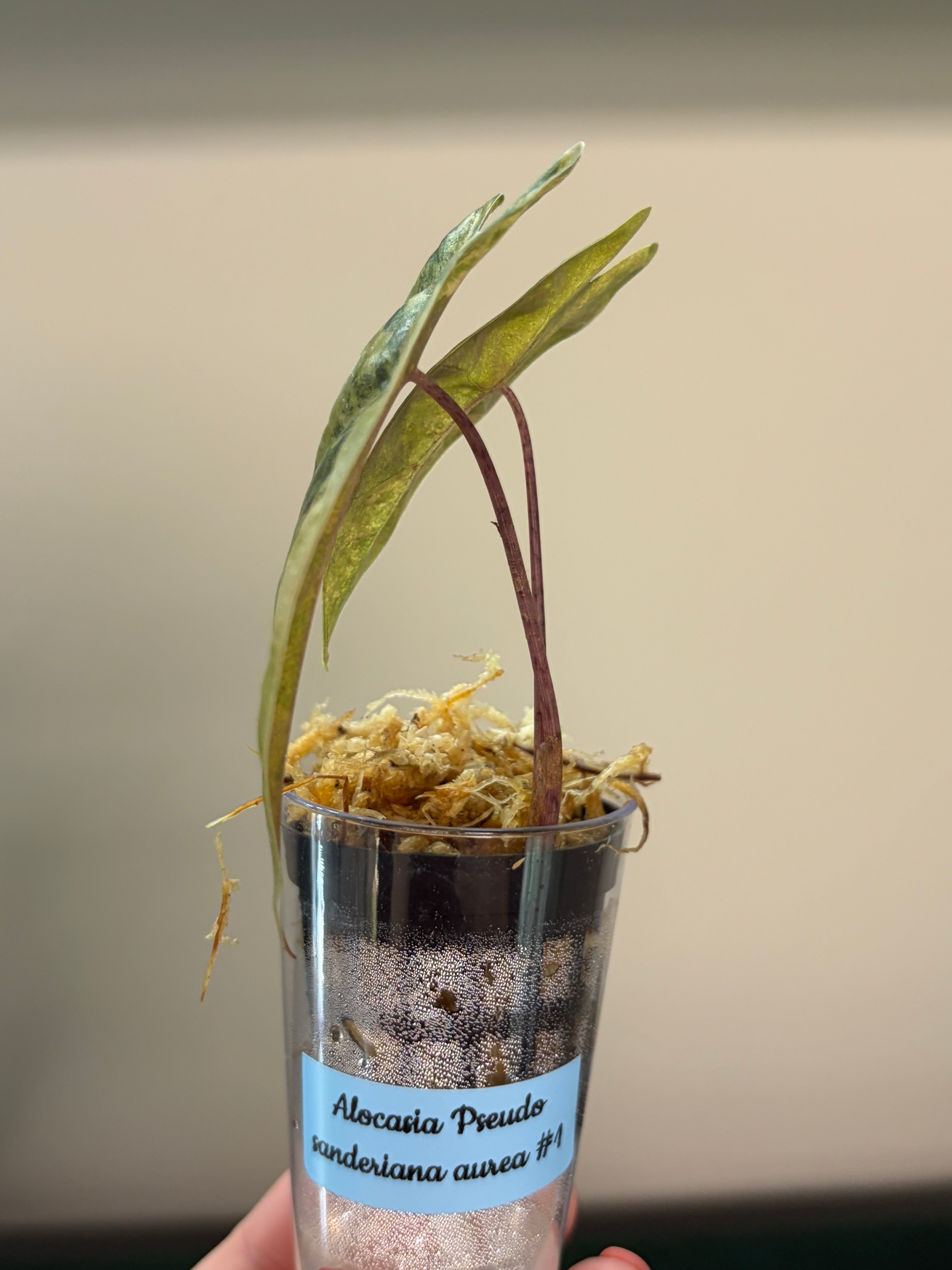 Alocasia Pseudo Sanderiana aurea #1