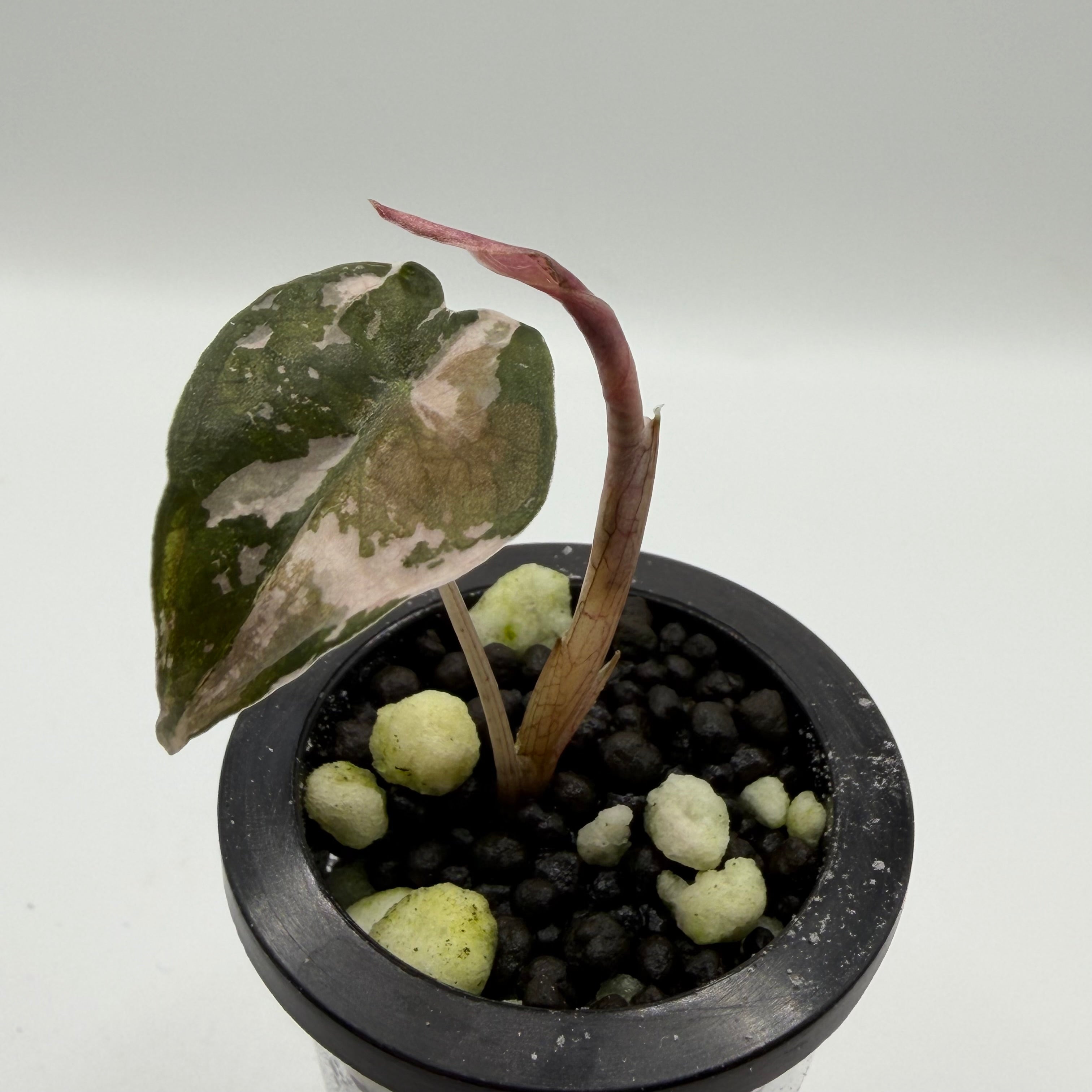 Alocasia Nobilis pink