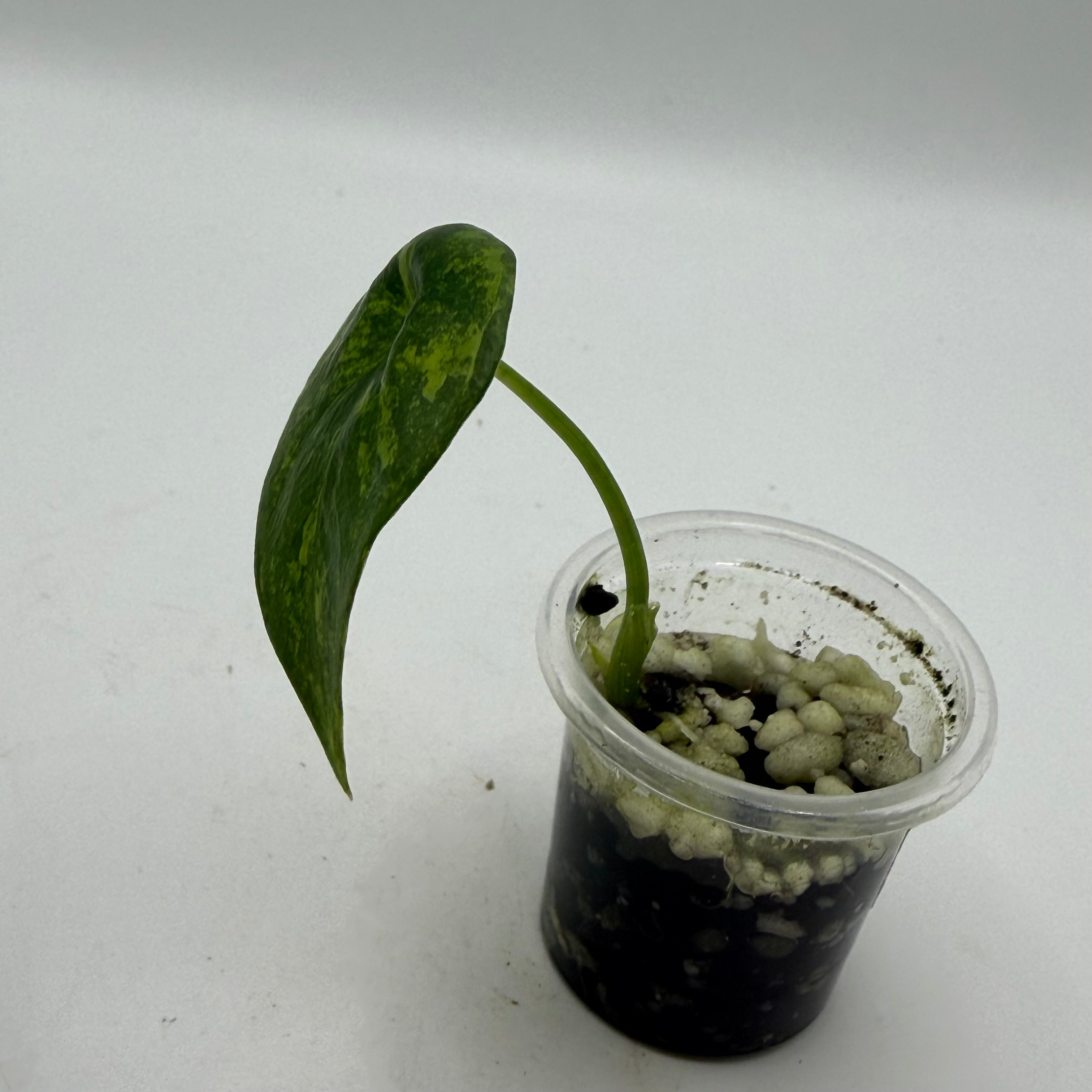 Alocasia Sinuata aurea