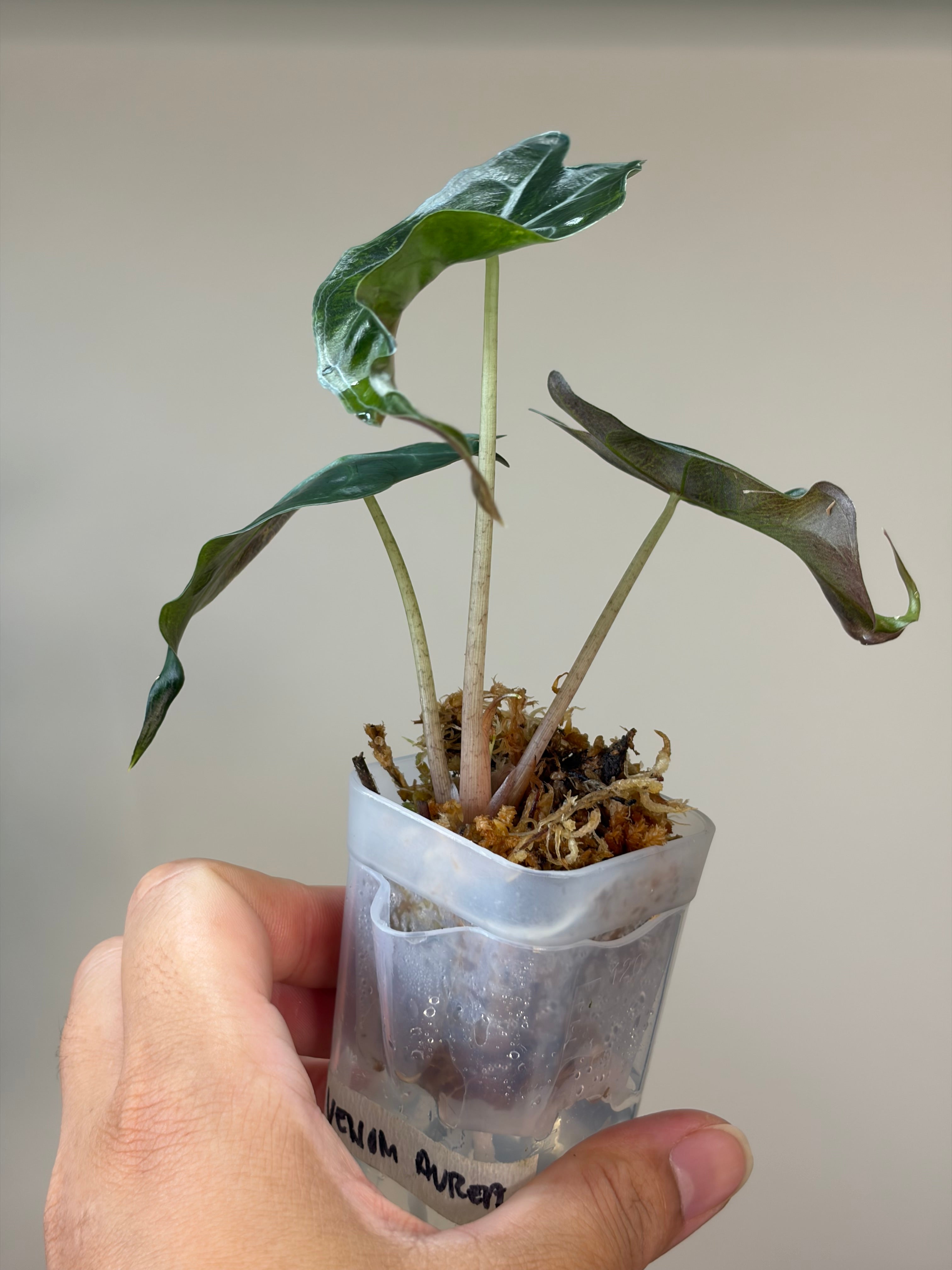 Alocasia Venom aurea #2