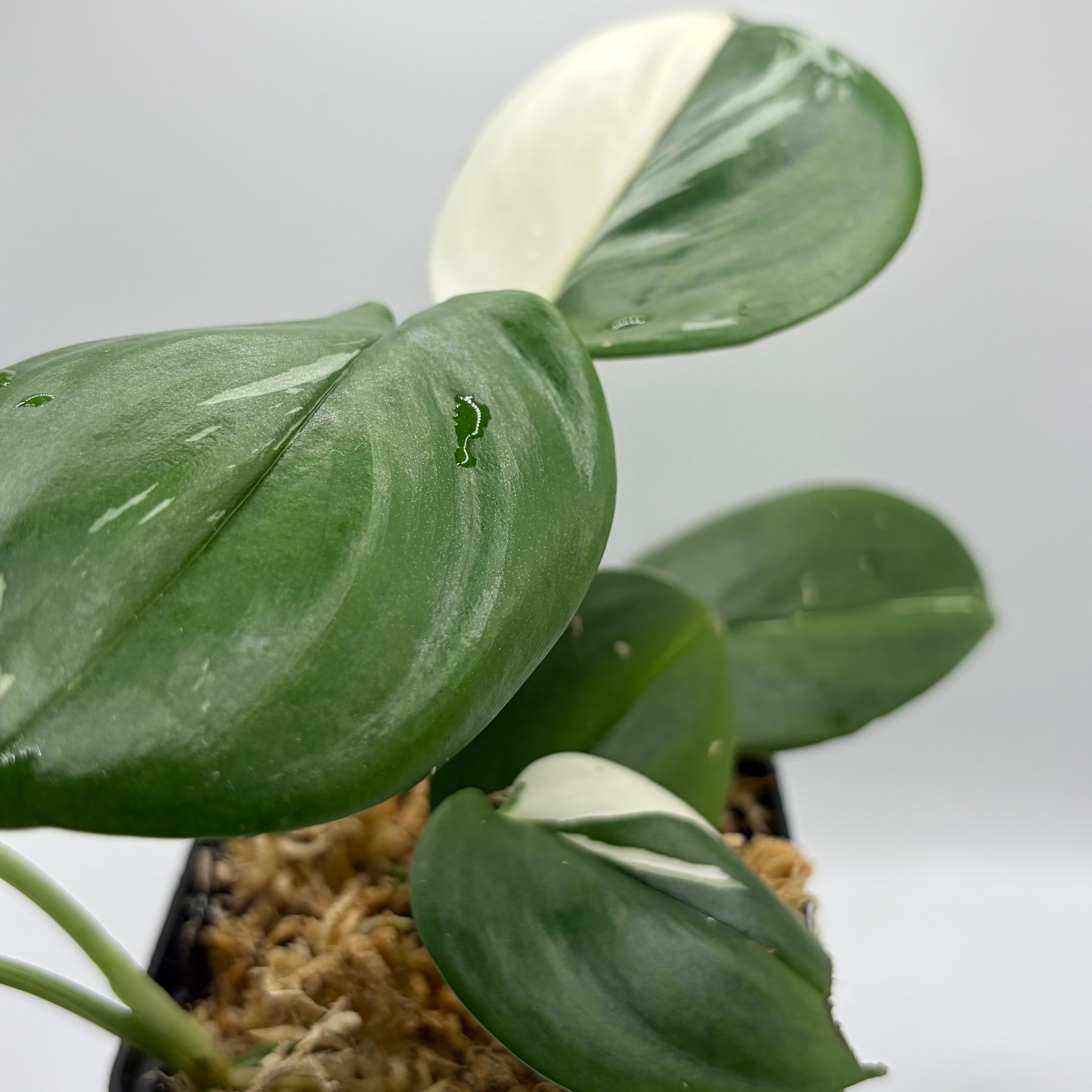 Scindapsus Treubii albo