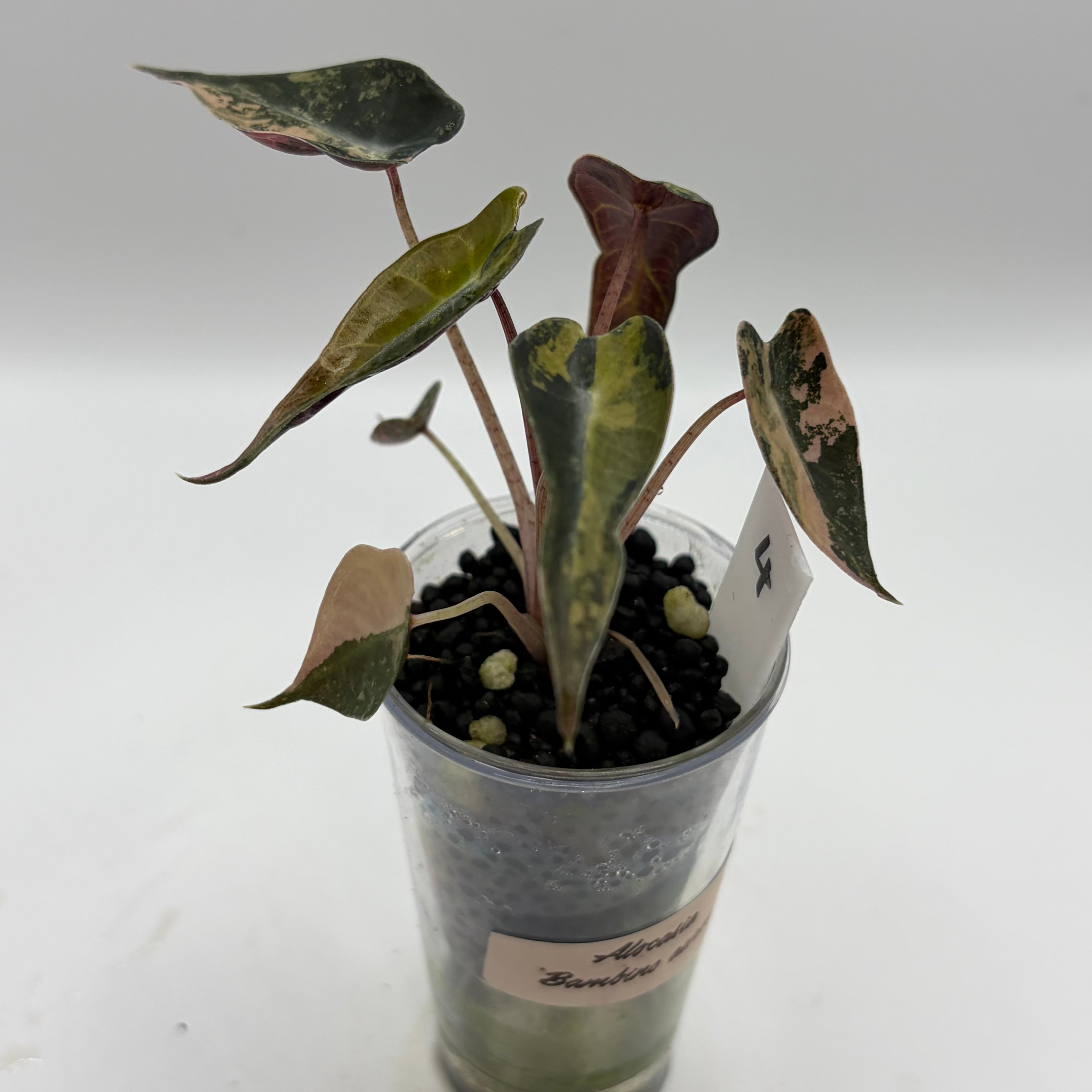 Alocasia Bambino aurea
