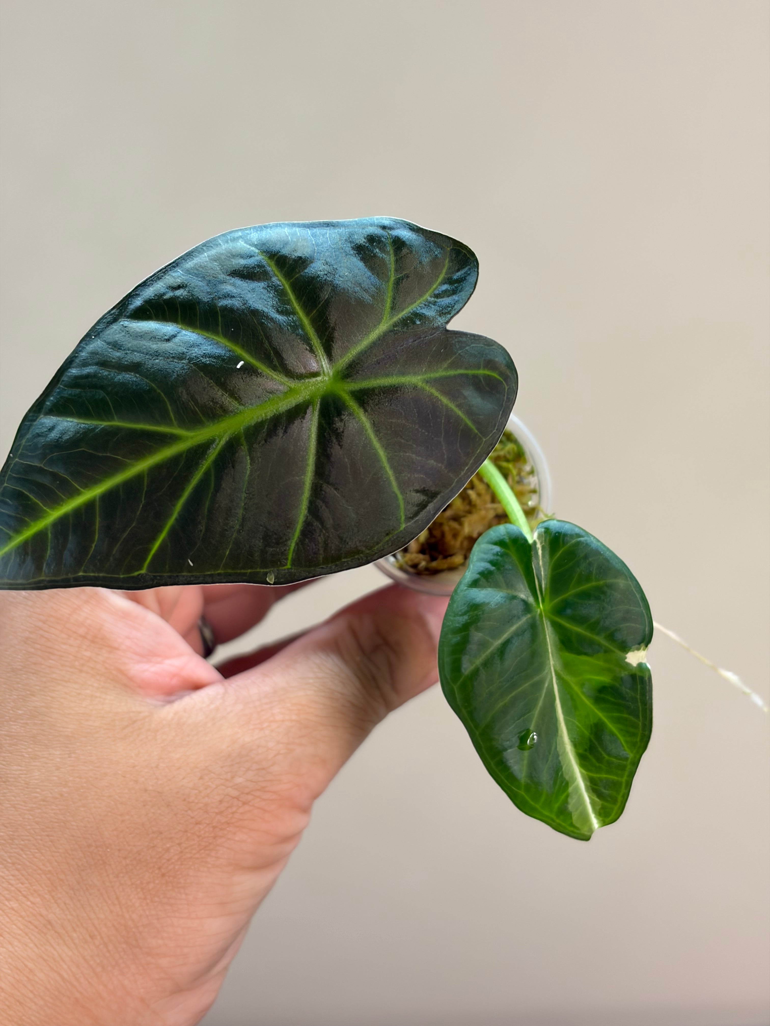 Alocasia Regal shield albo #1