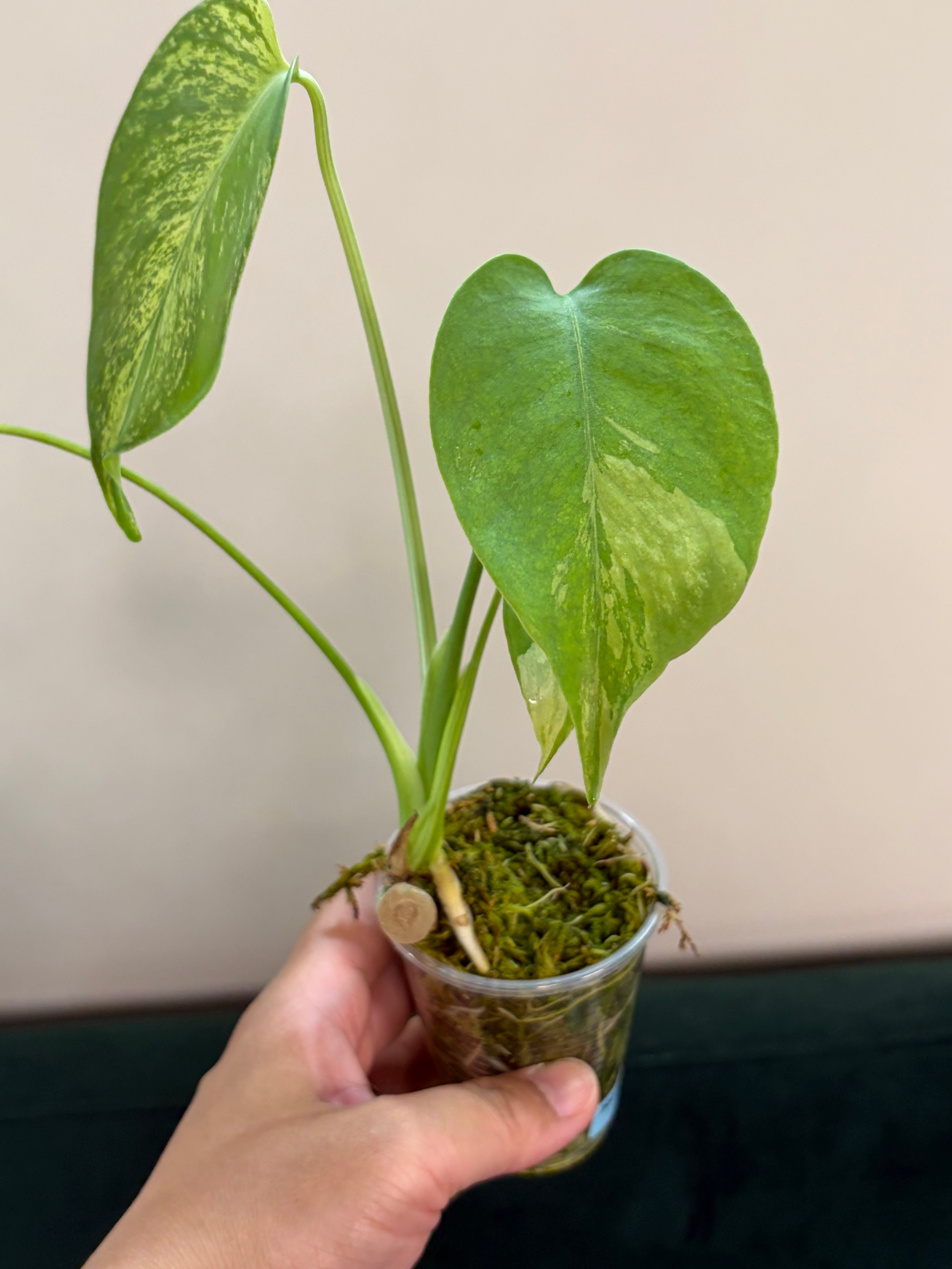 Monstera NoID #1