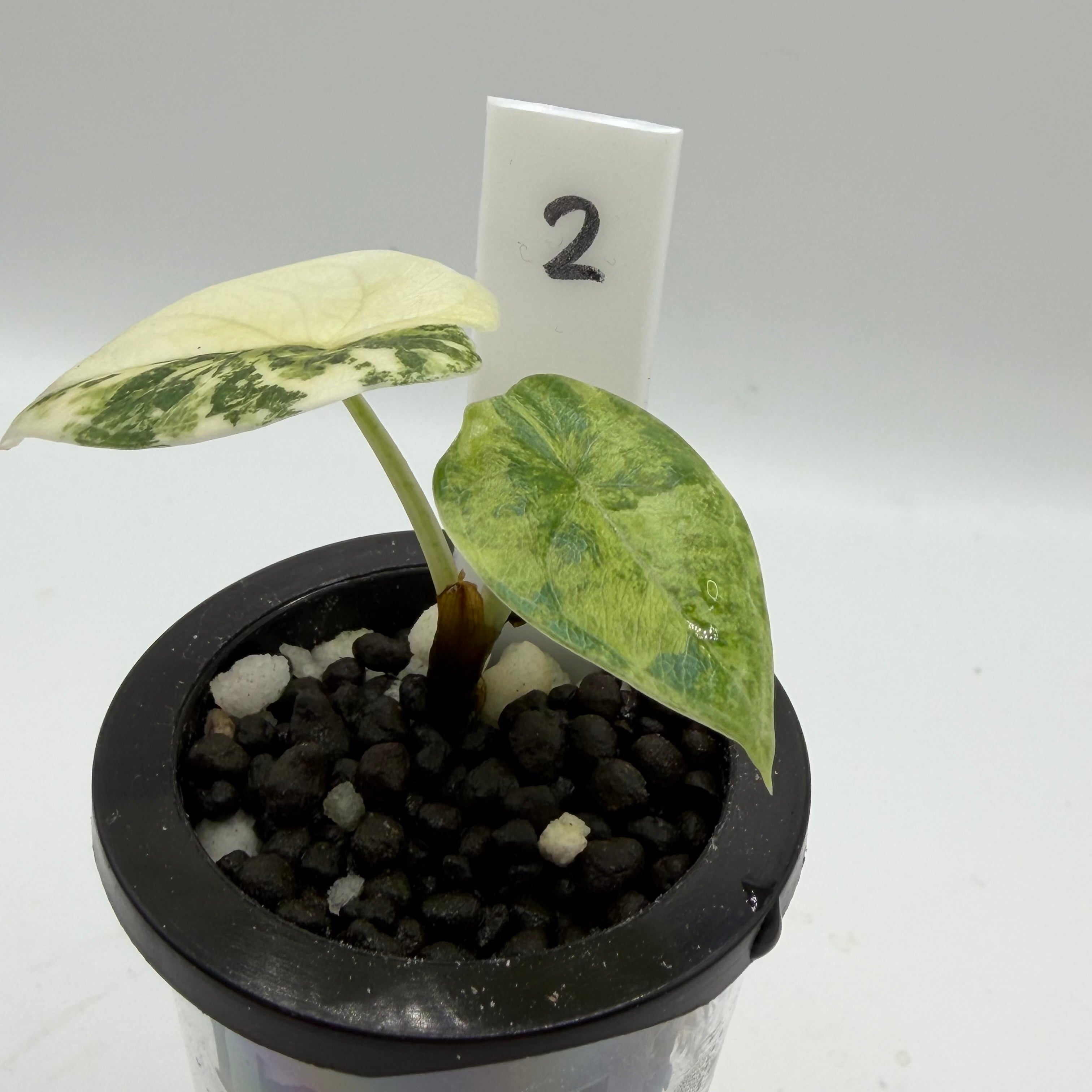 Alocasia Melo golden #2