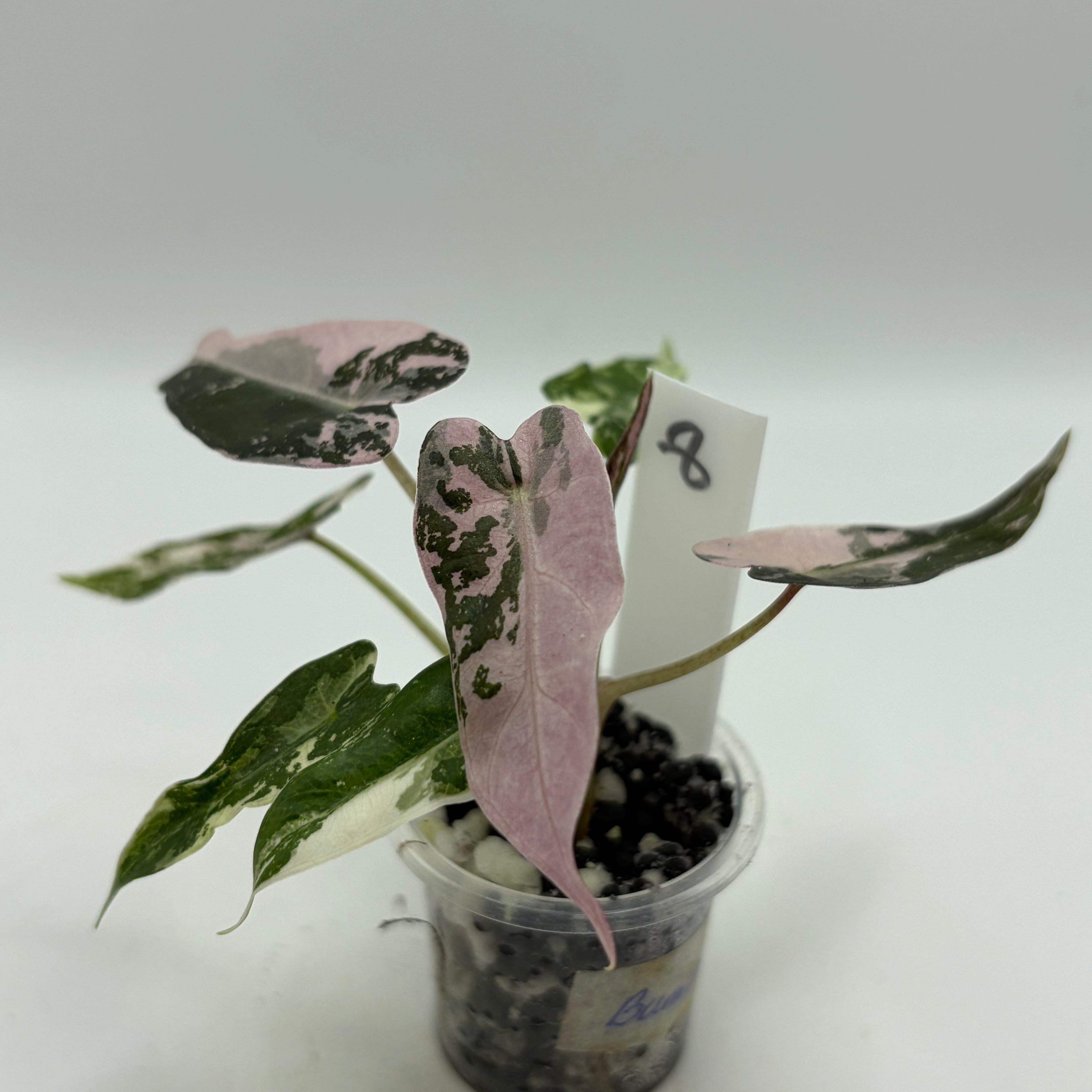 Alocasia Bambino pink