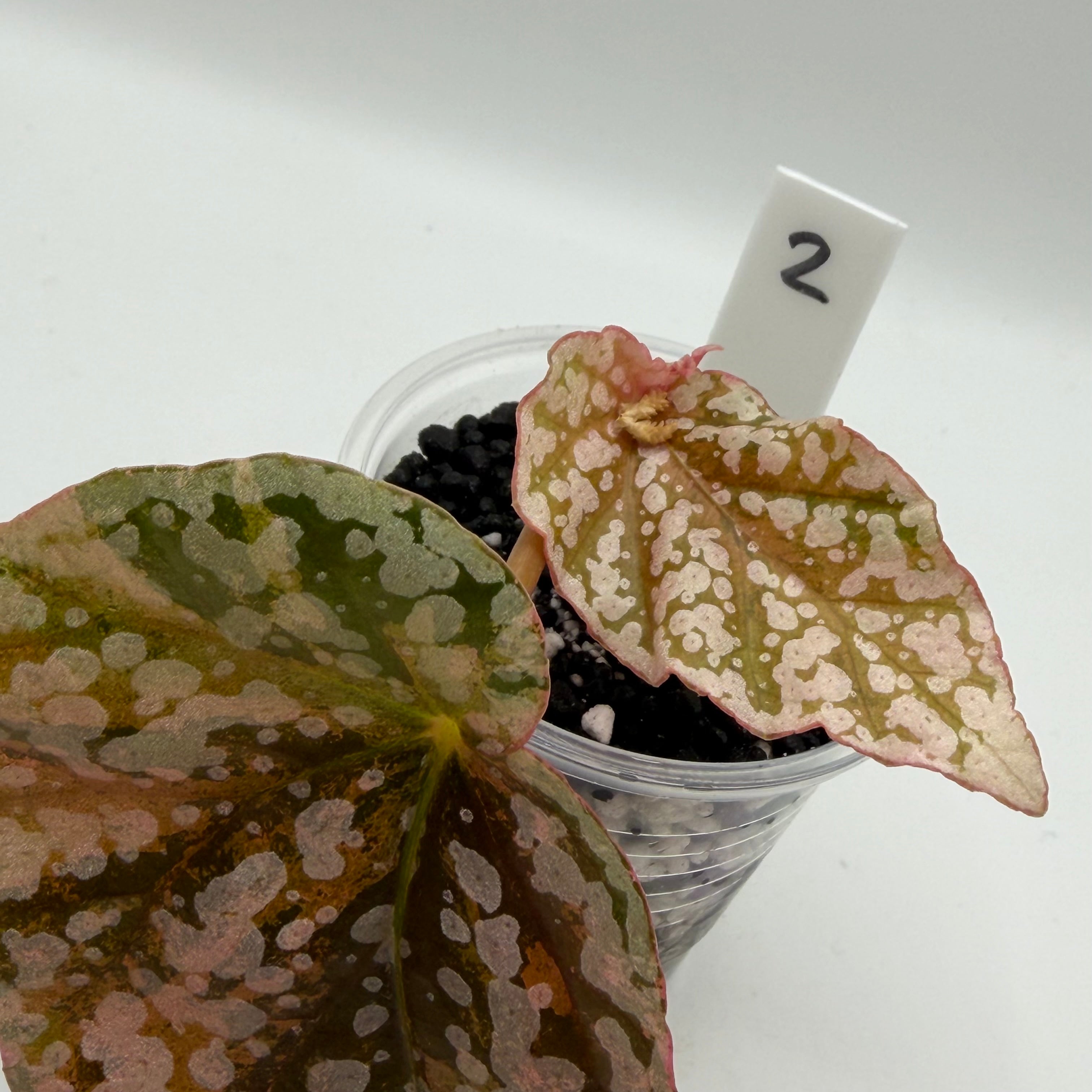 Begonia Snowcapped variegata #2