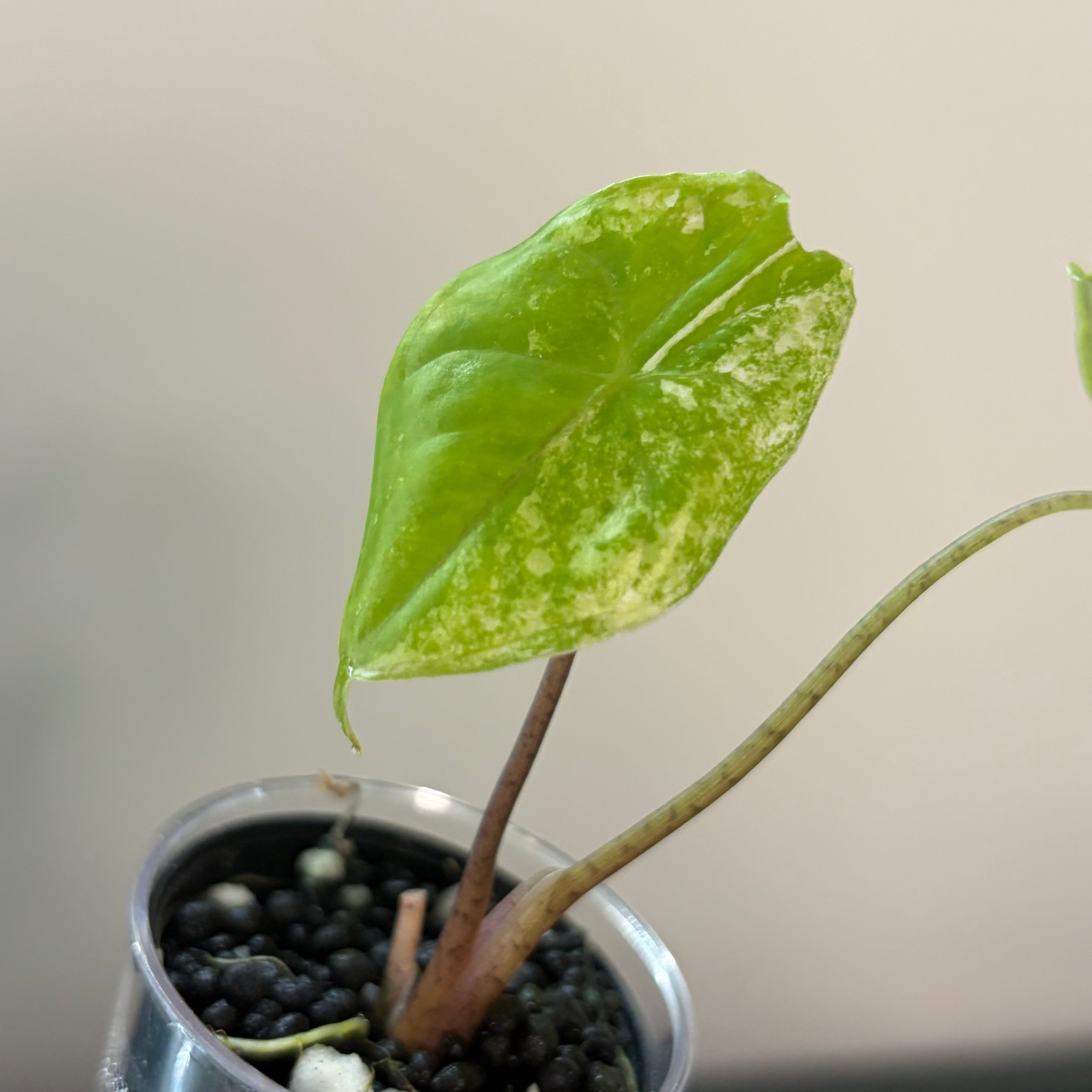 Alocasia Fornicata mint