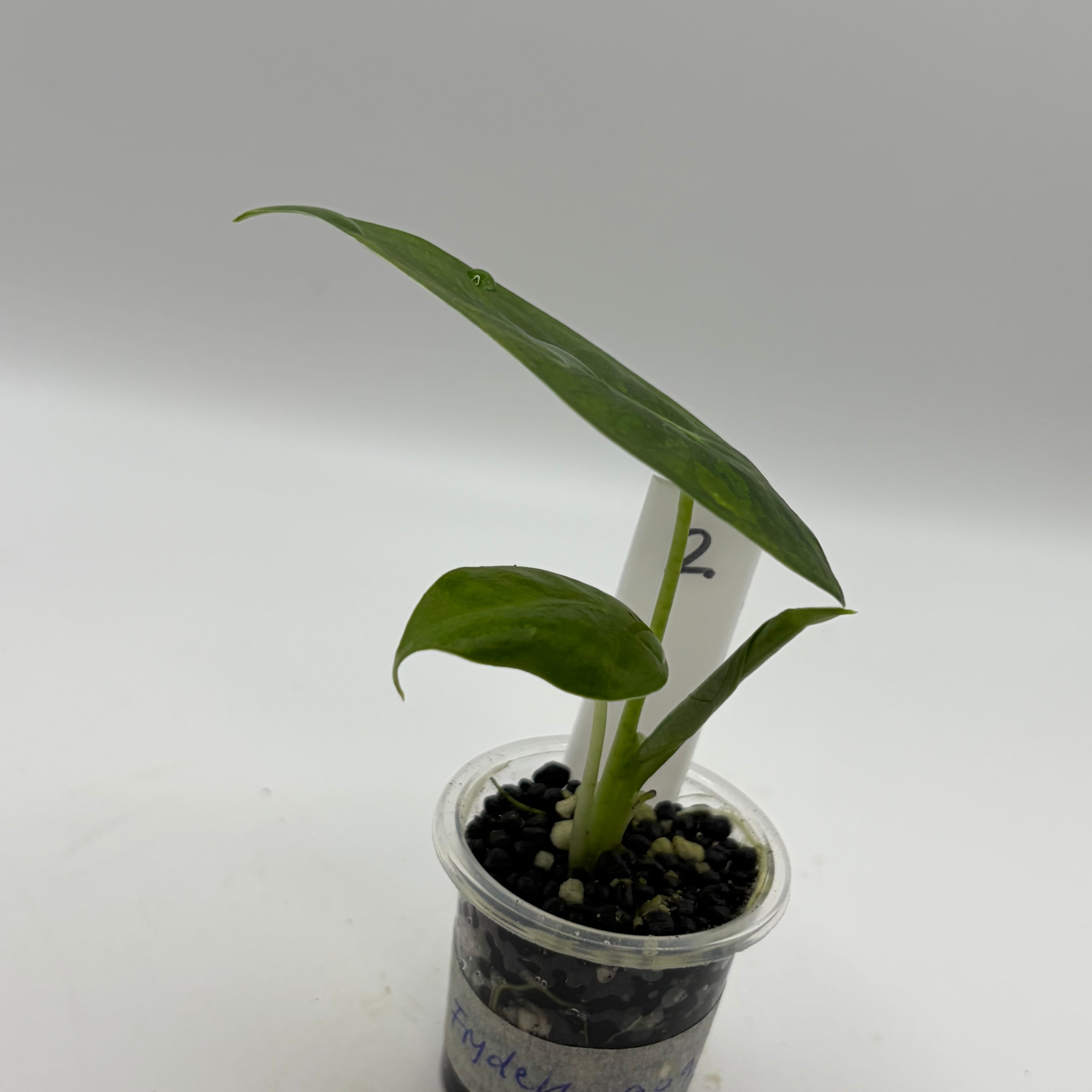 Alocasia Frydek Gog #2