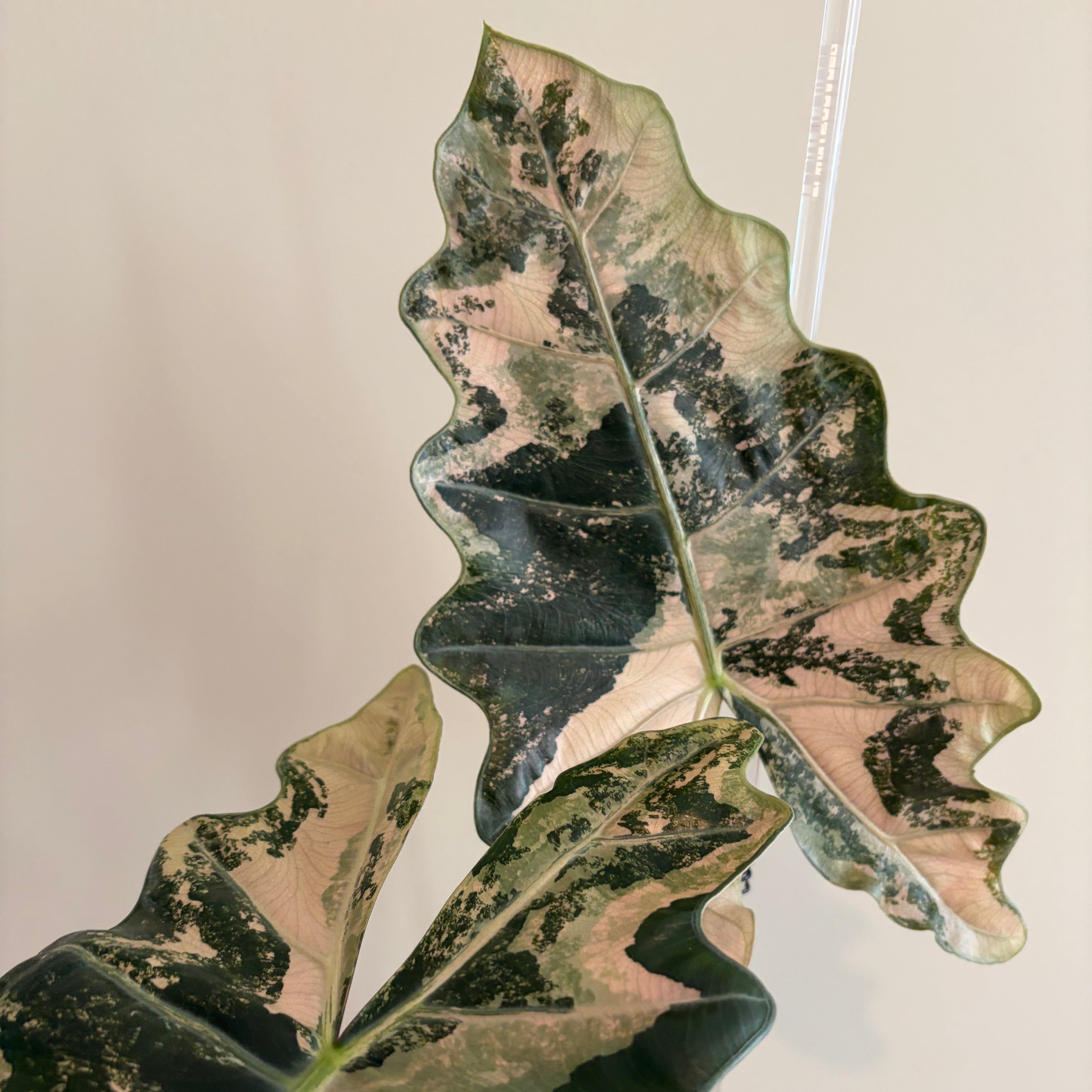 Alocasia Pseudo sanderiana pink (corm)