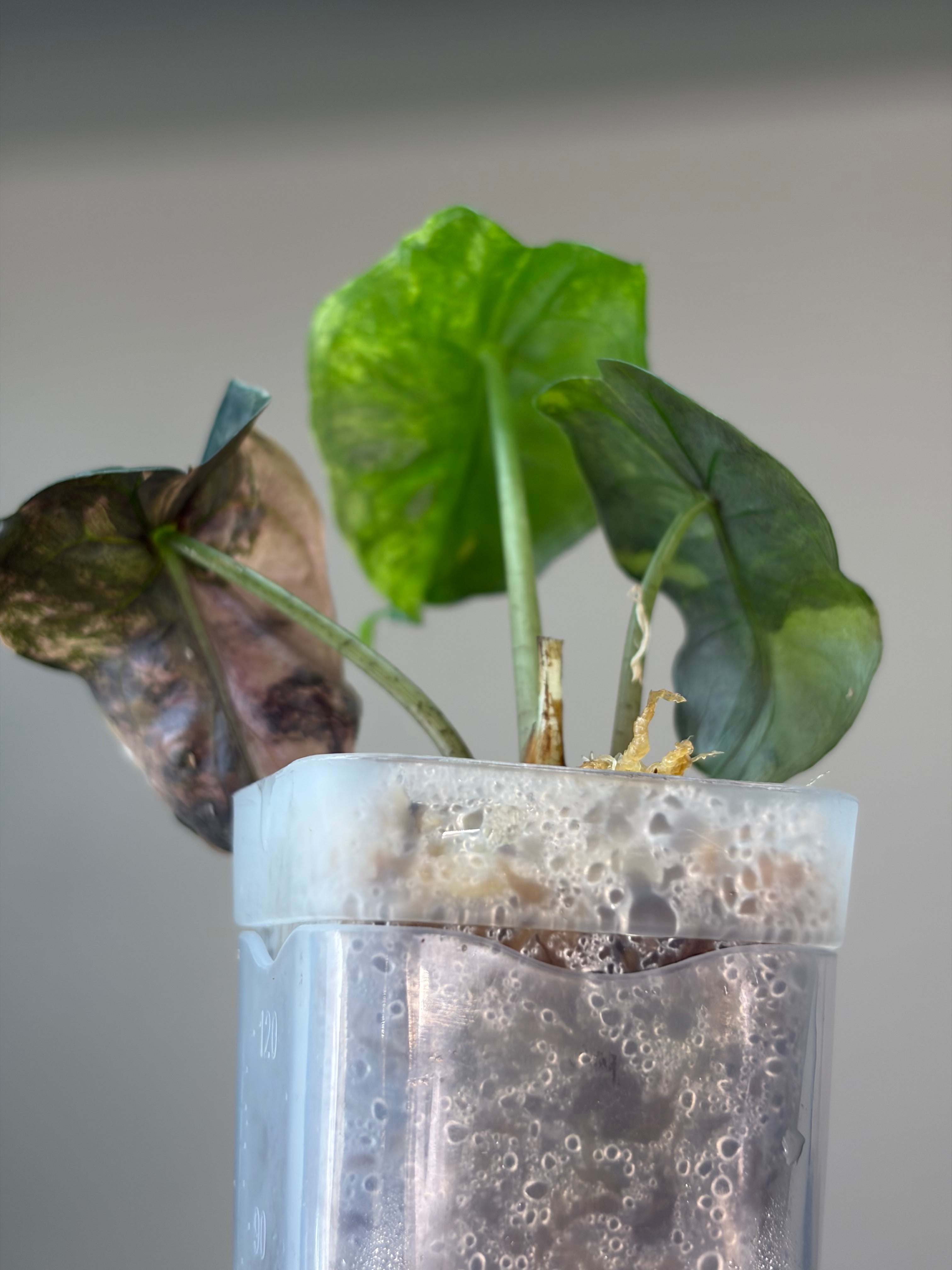 Alocasia Venom aurea #1