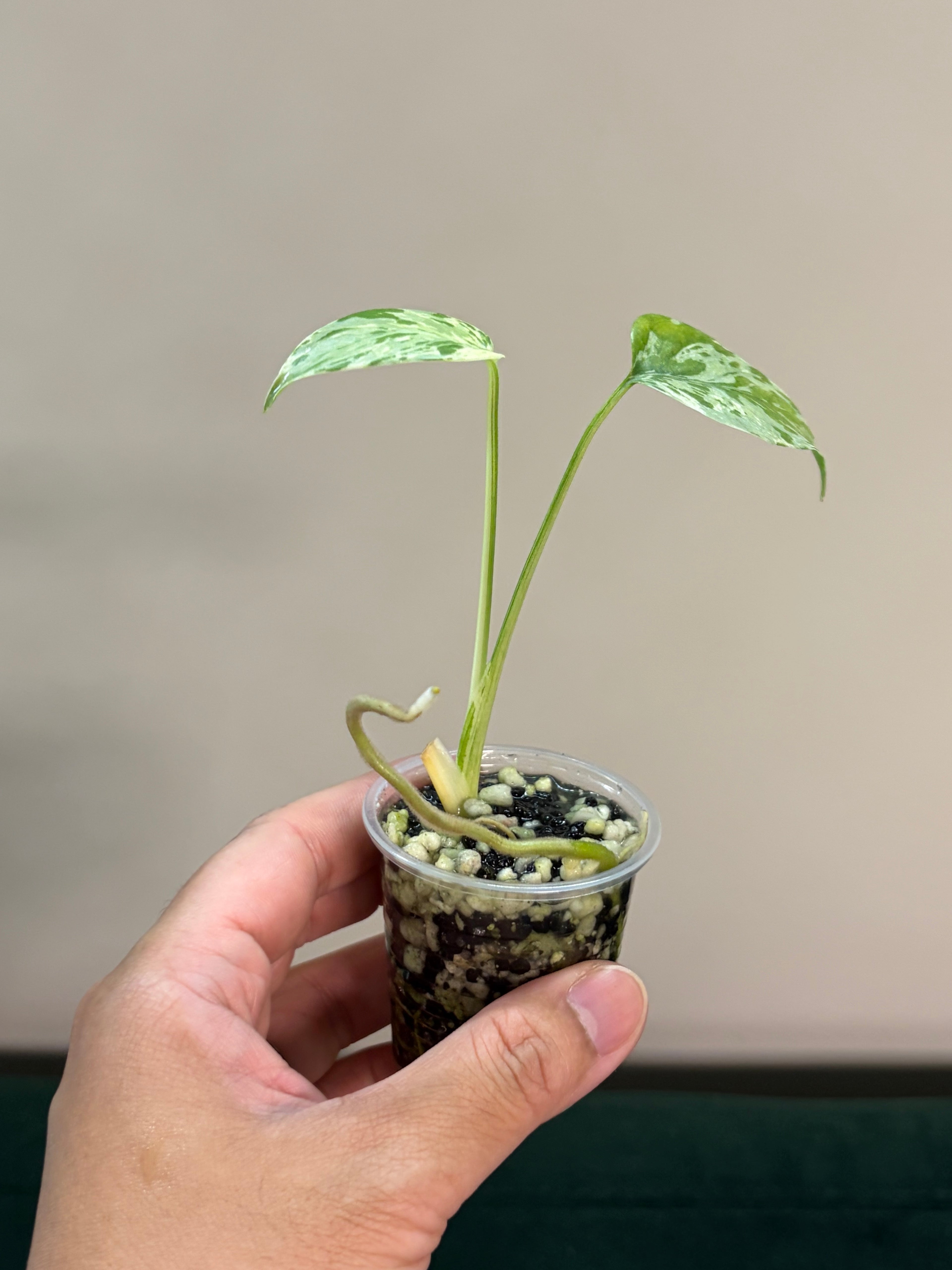 Monstera bulbasaur #2
