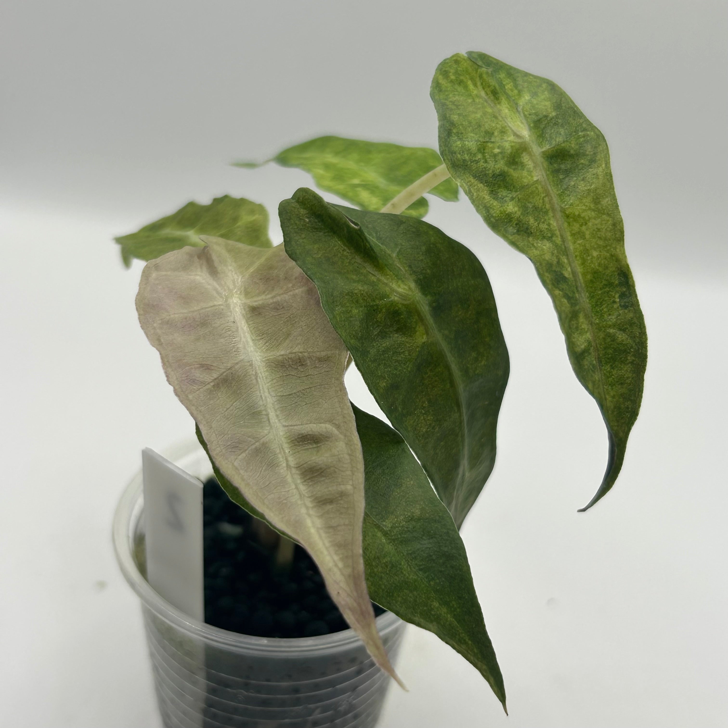 Alocasia Polly aurea splash