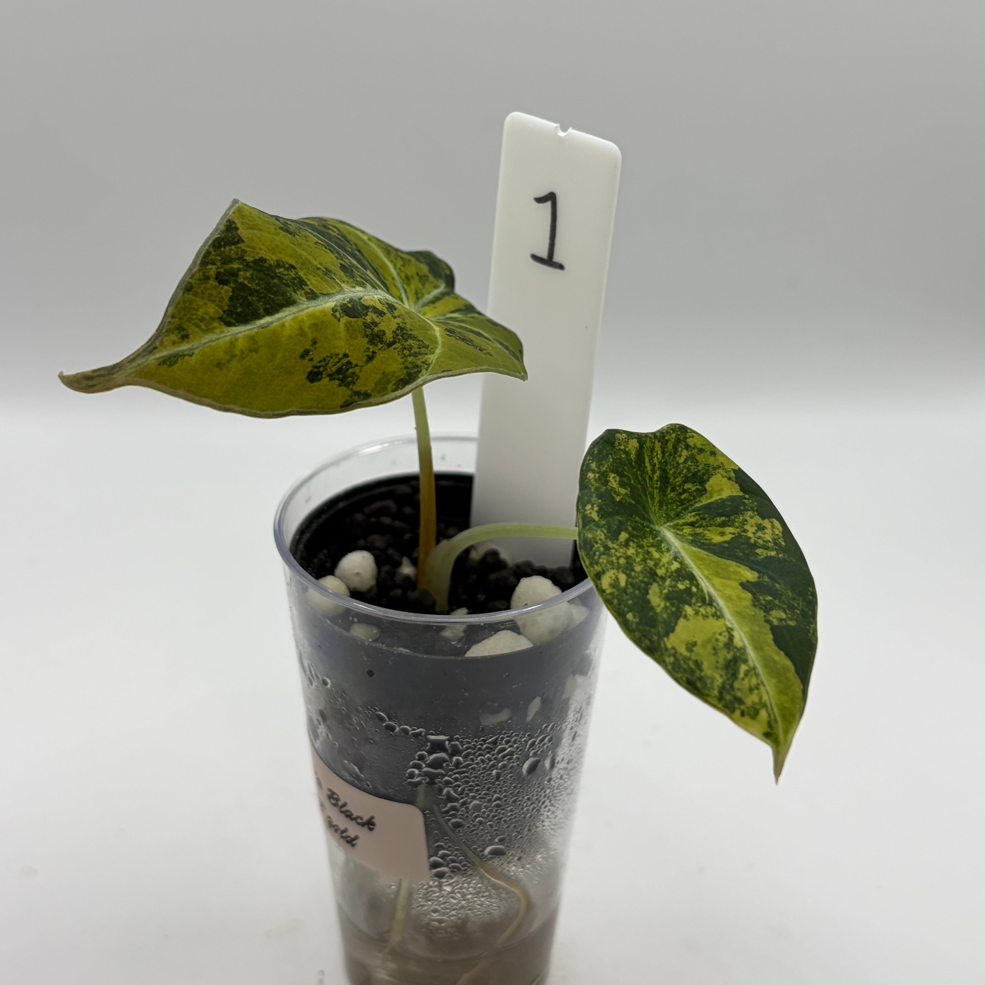 Alocasia Black velvet gold #1