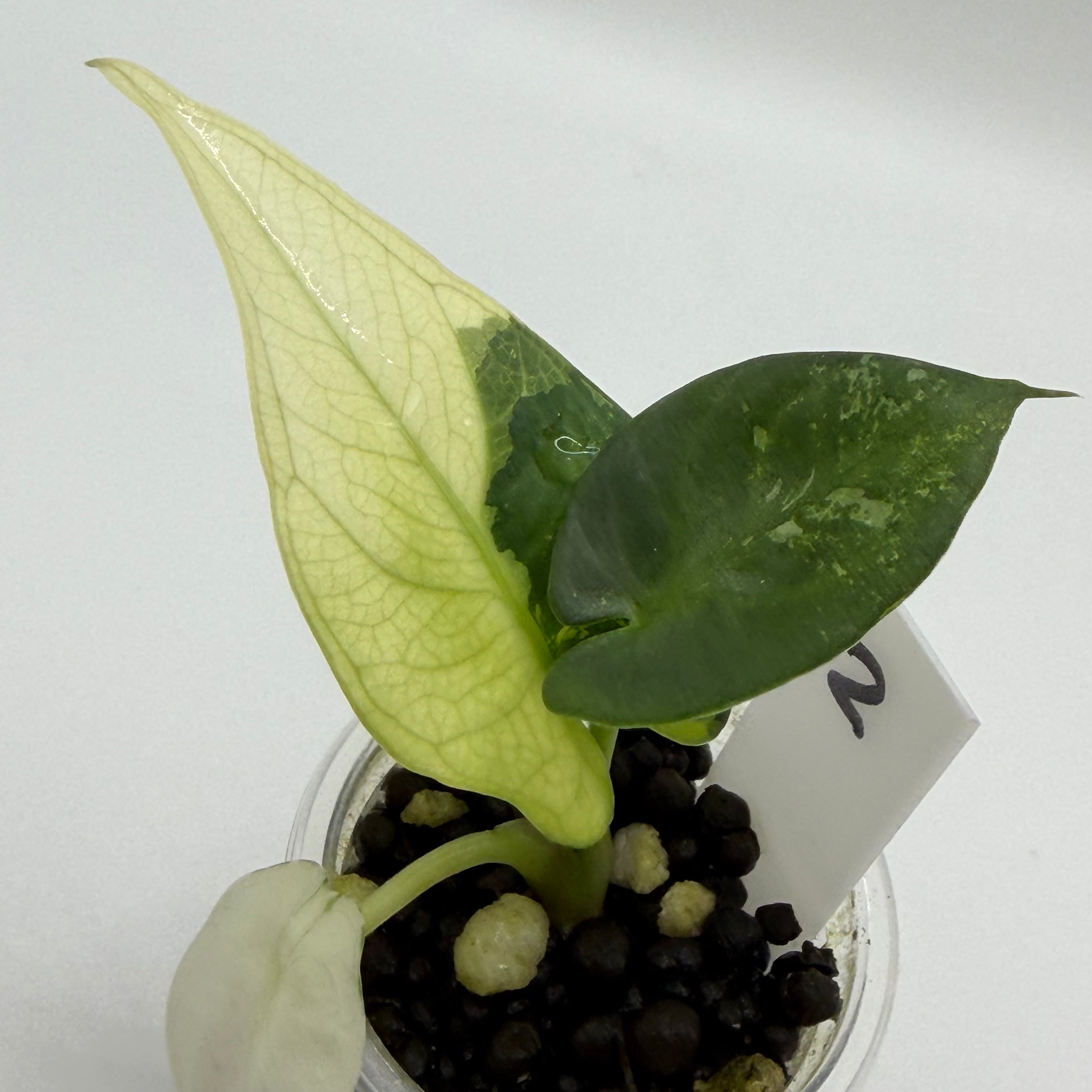 Alocasia Reginae albo/pink #2