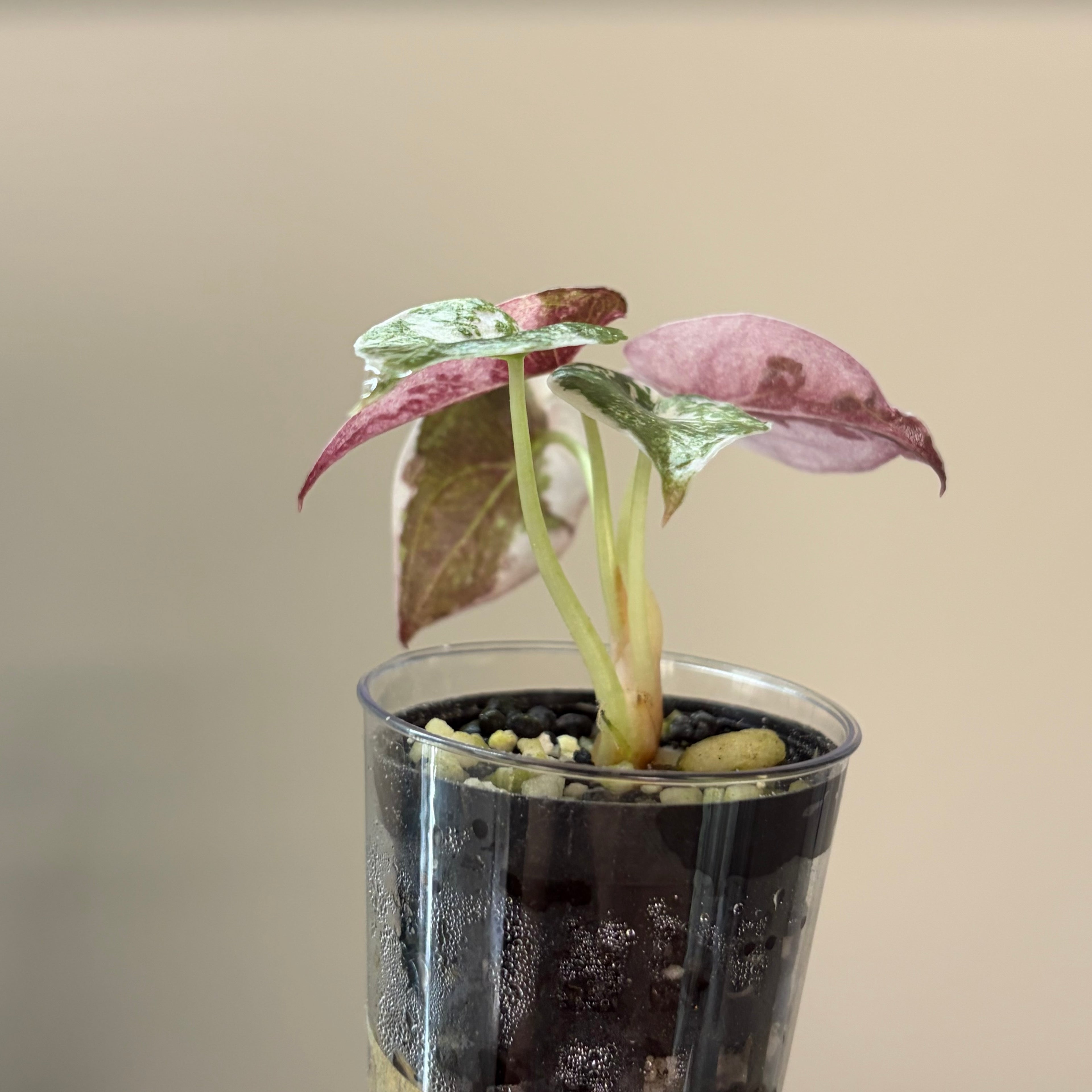 Alocasia Cuprea pink marble #1