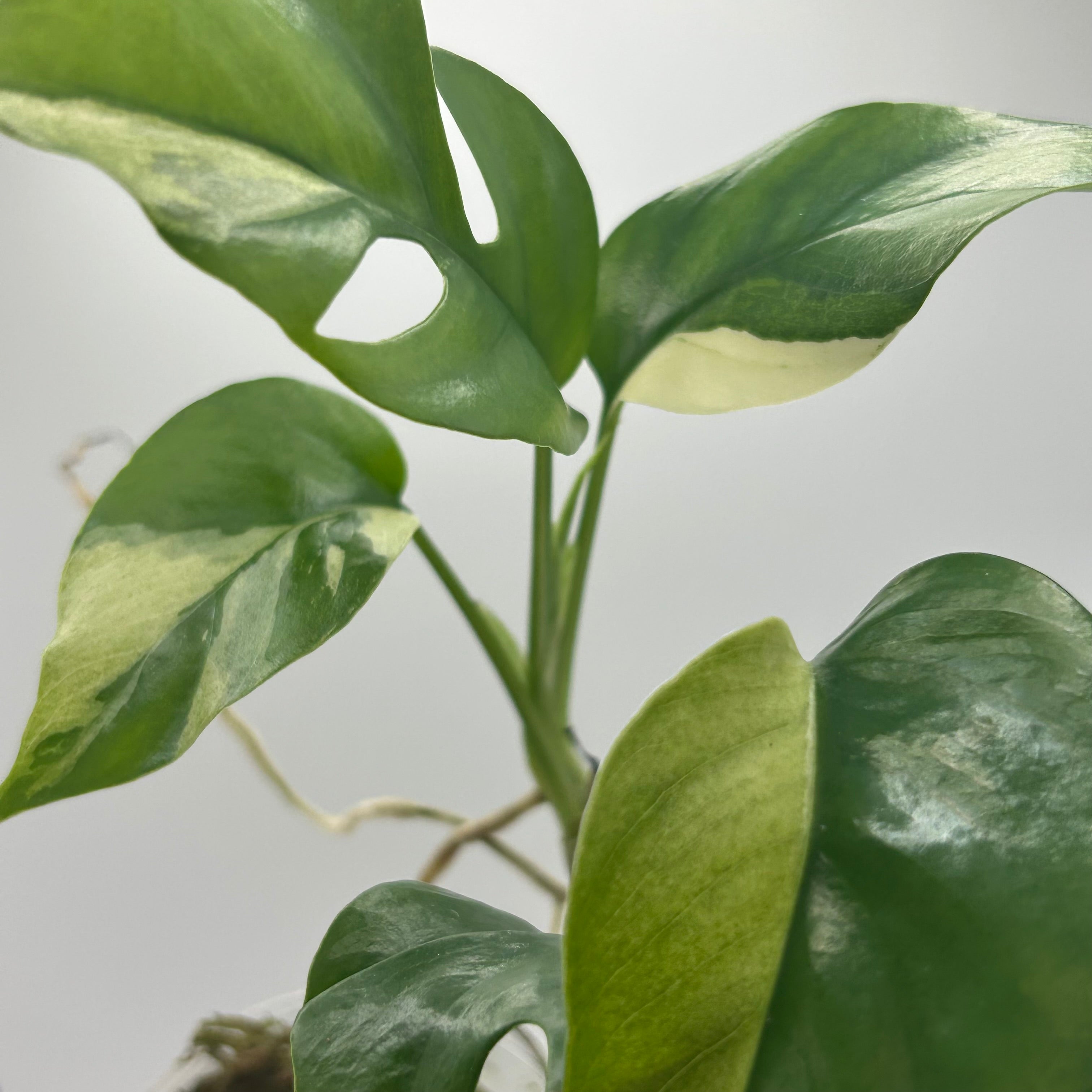 Rhaphidophora Tetrasperma albo