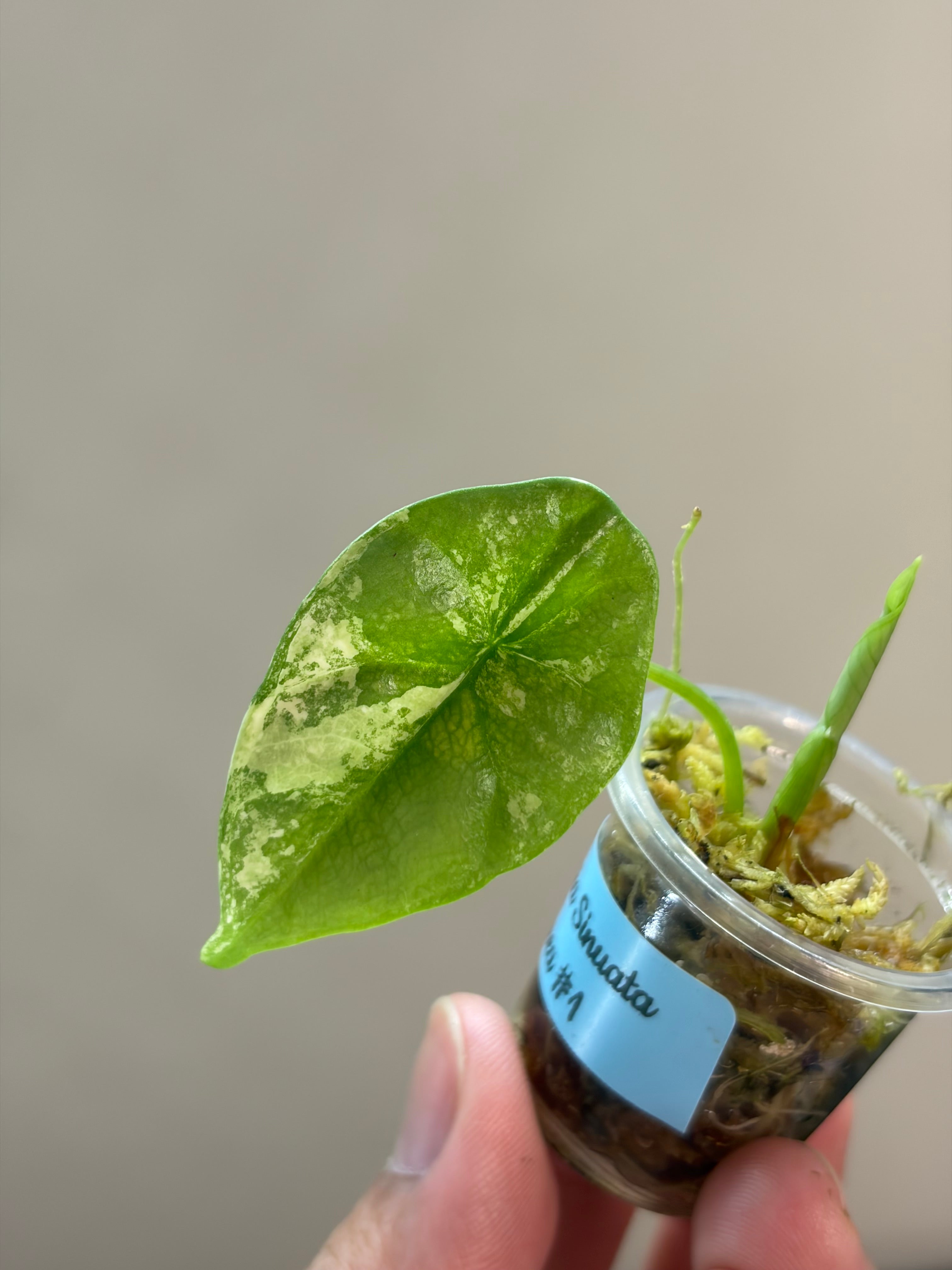 Alocasia Sinuata aurea #1