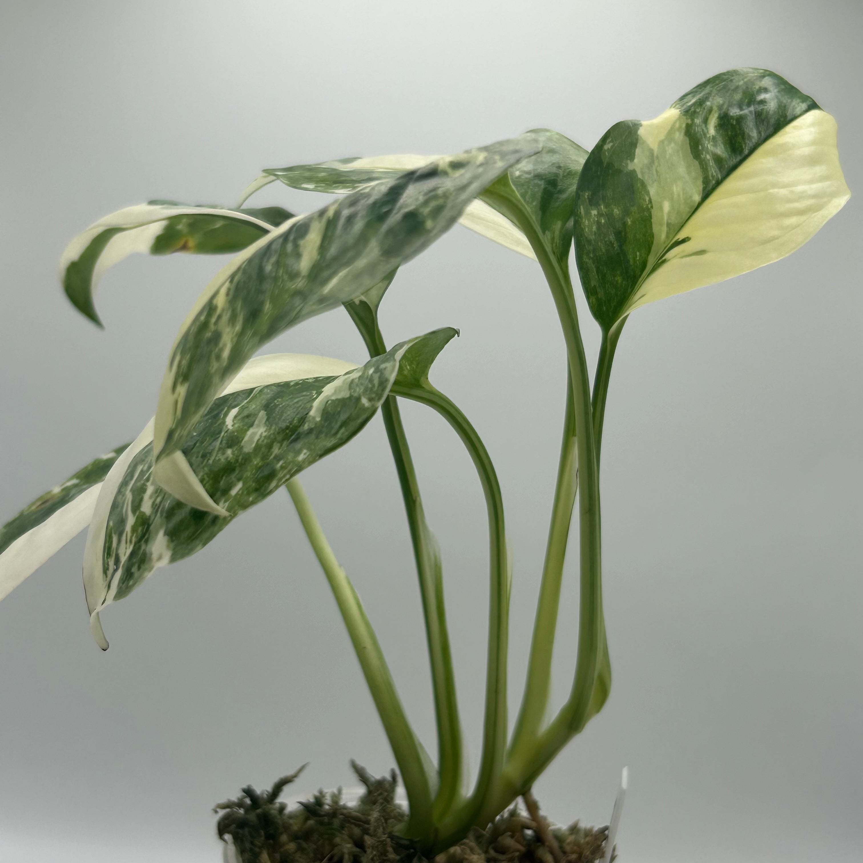 Monstera Lechleriana albo #1