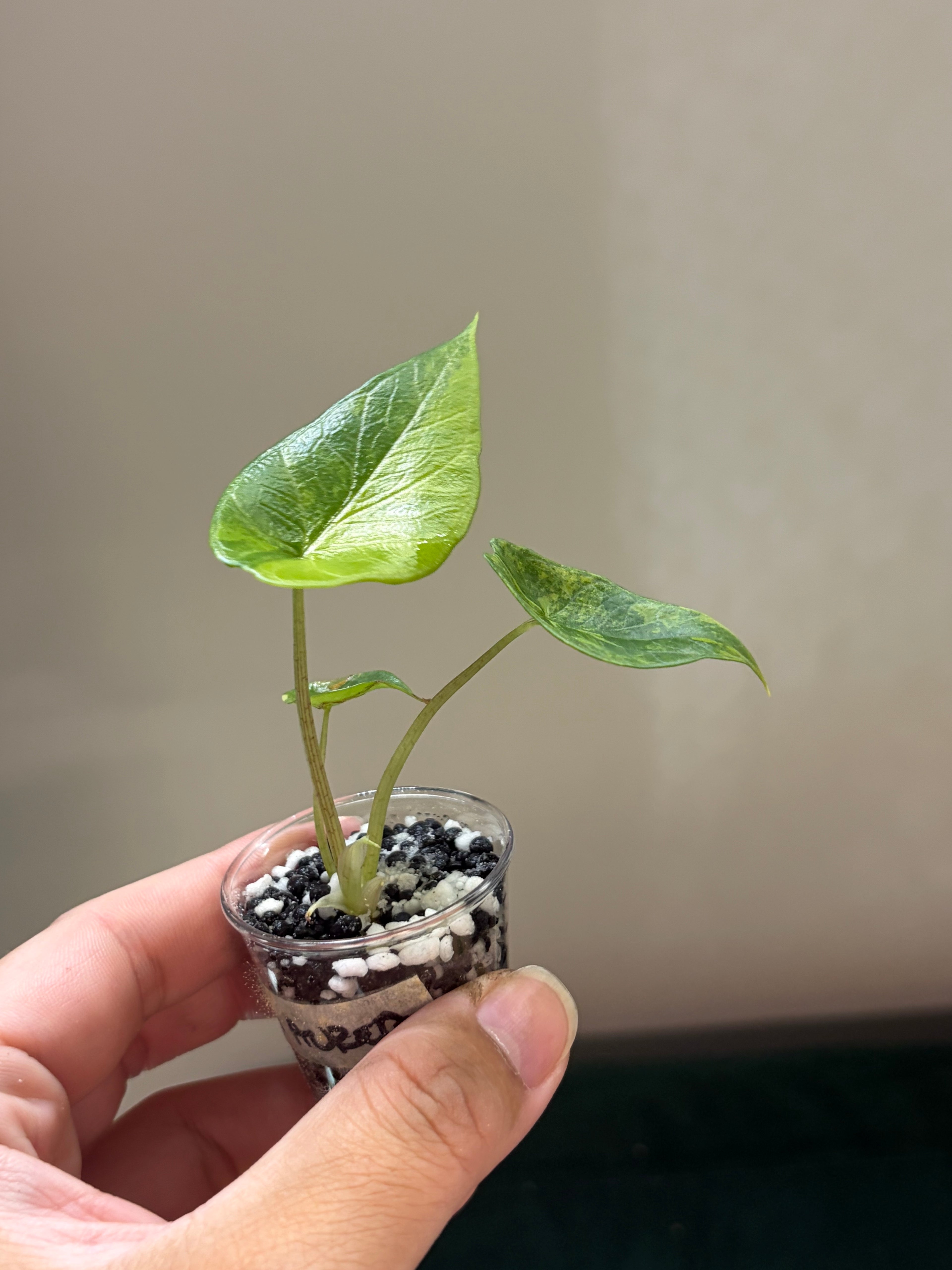 Alocasia Scalprum aurea