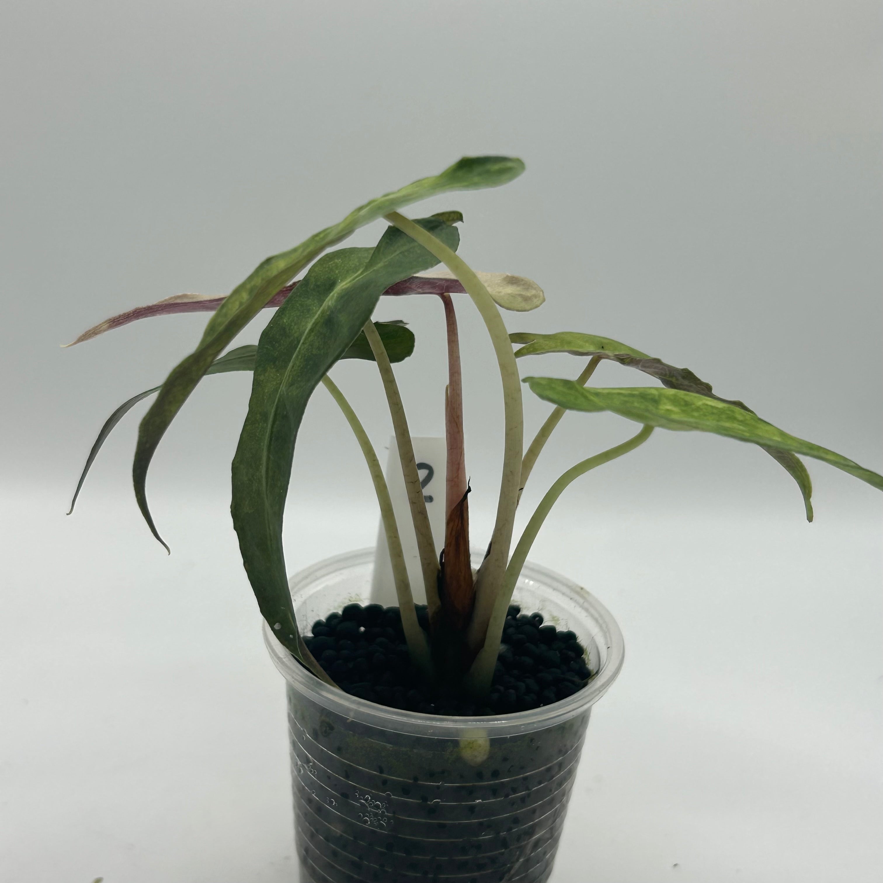 Alocasia Polly aurea splash