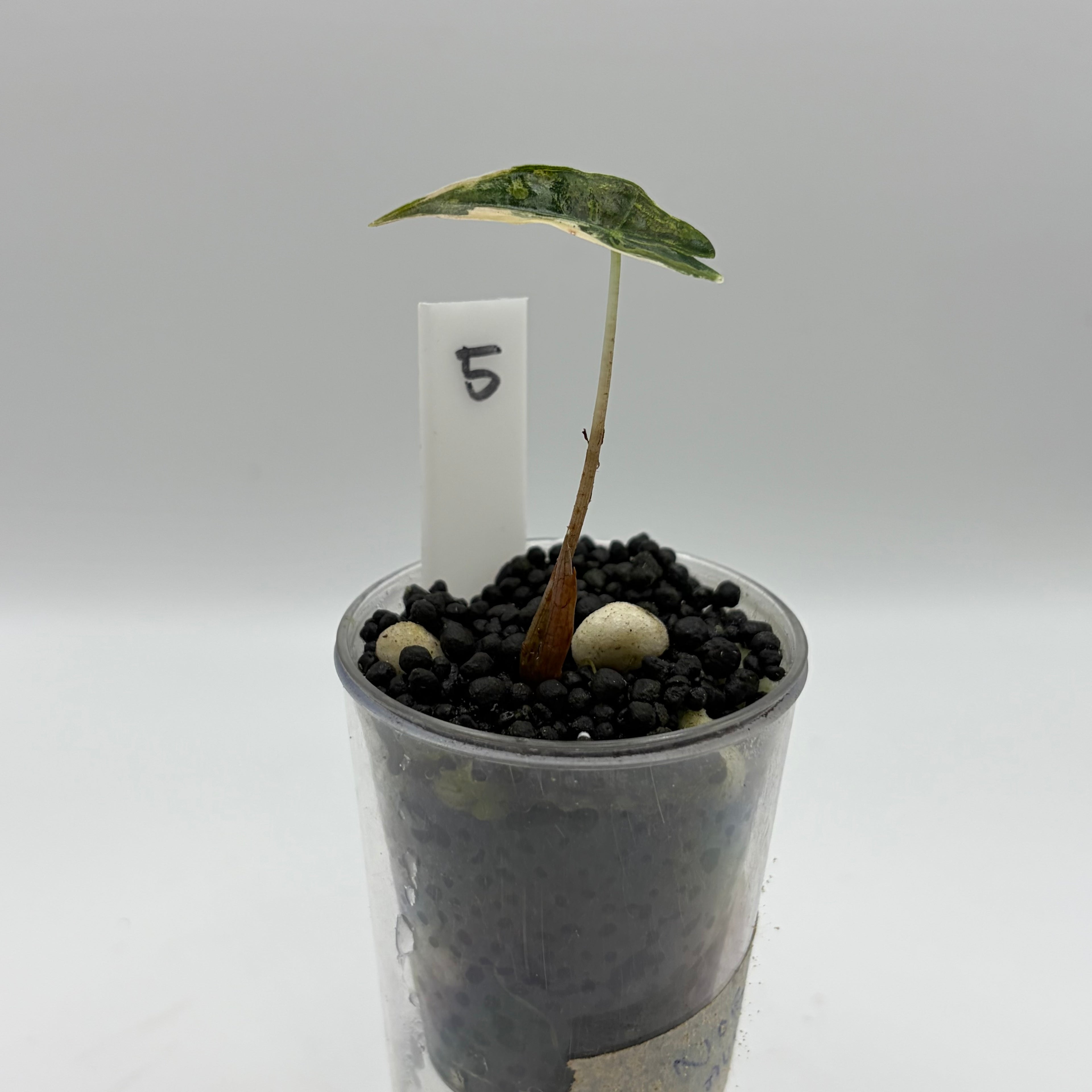 Alocasia Nobilis aurea