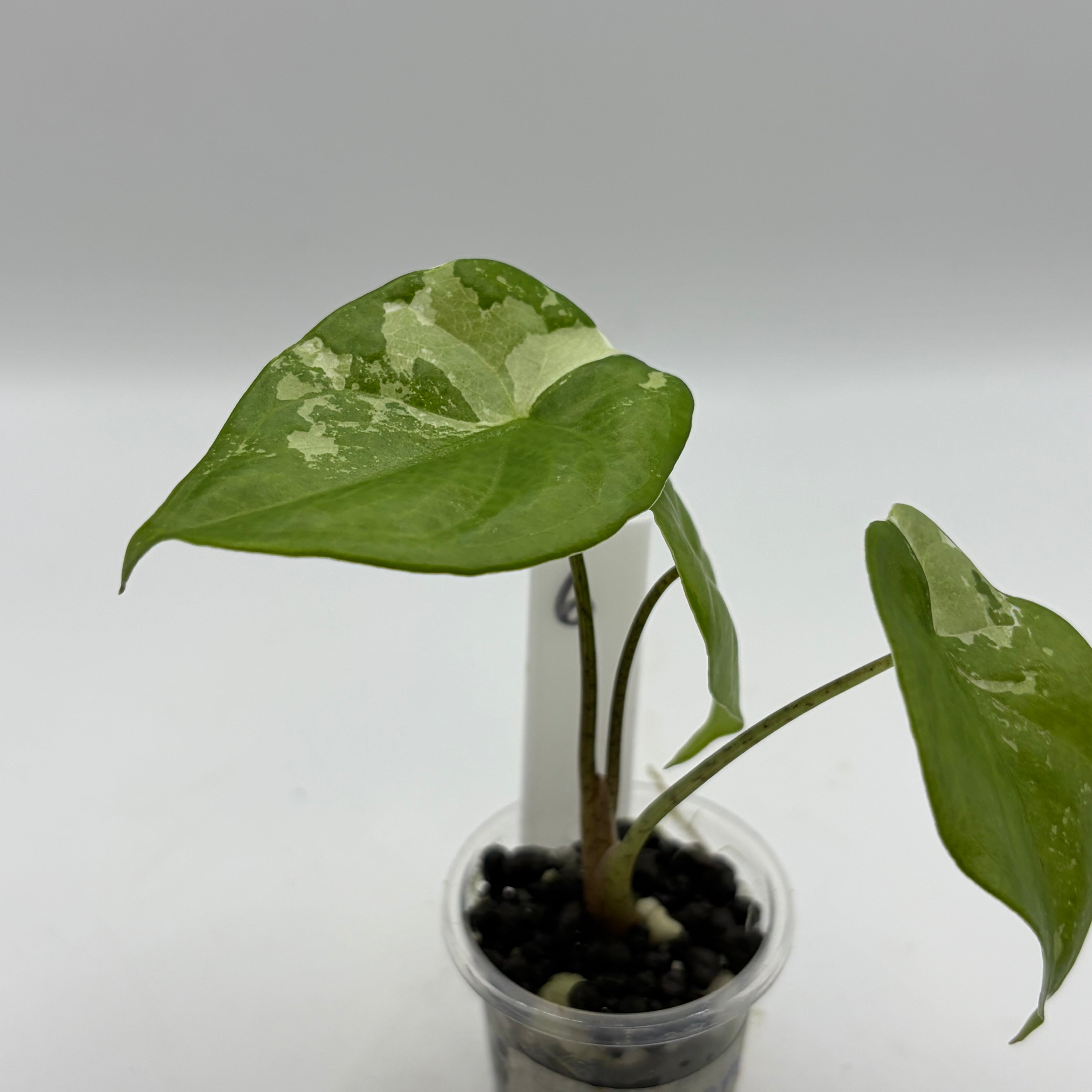 Alocasia Fornicata mint