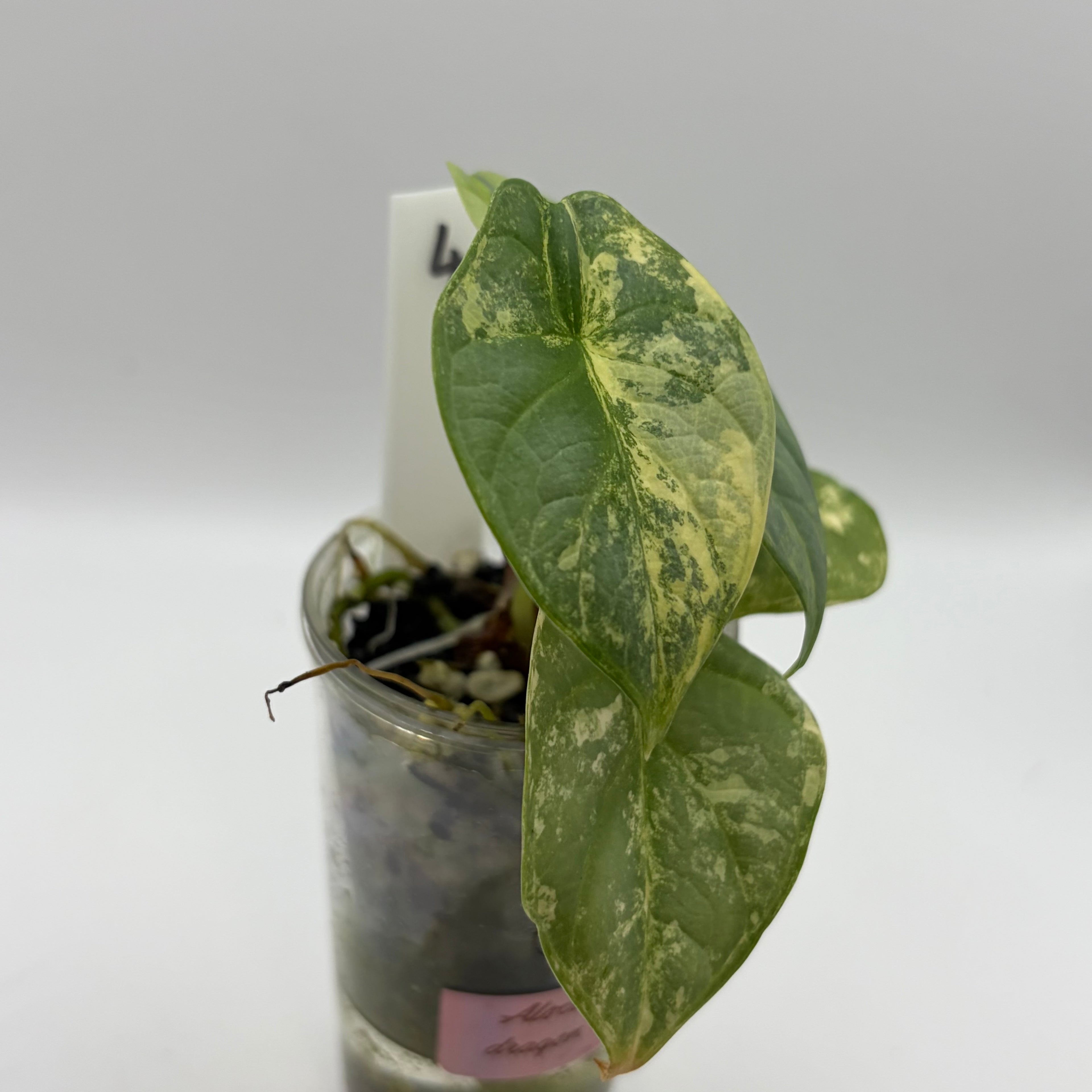 Alocasia Silver dragon aurea