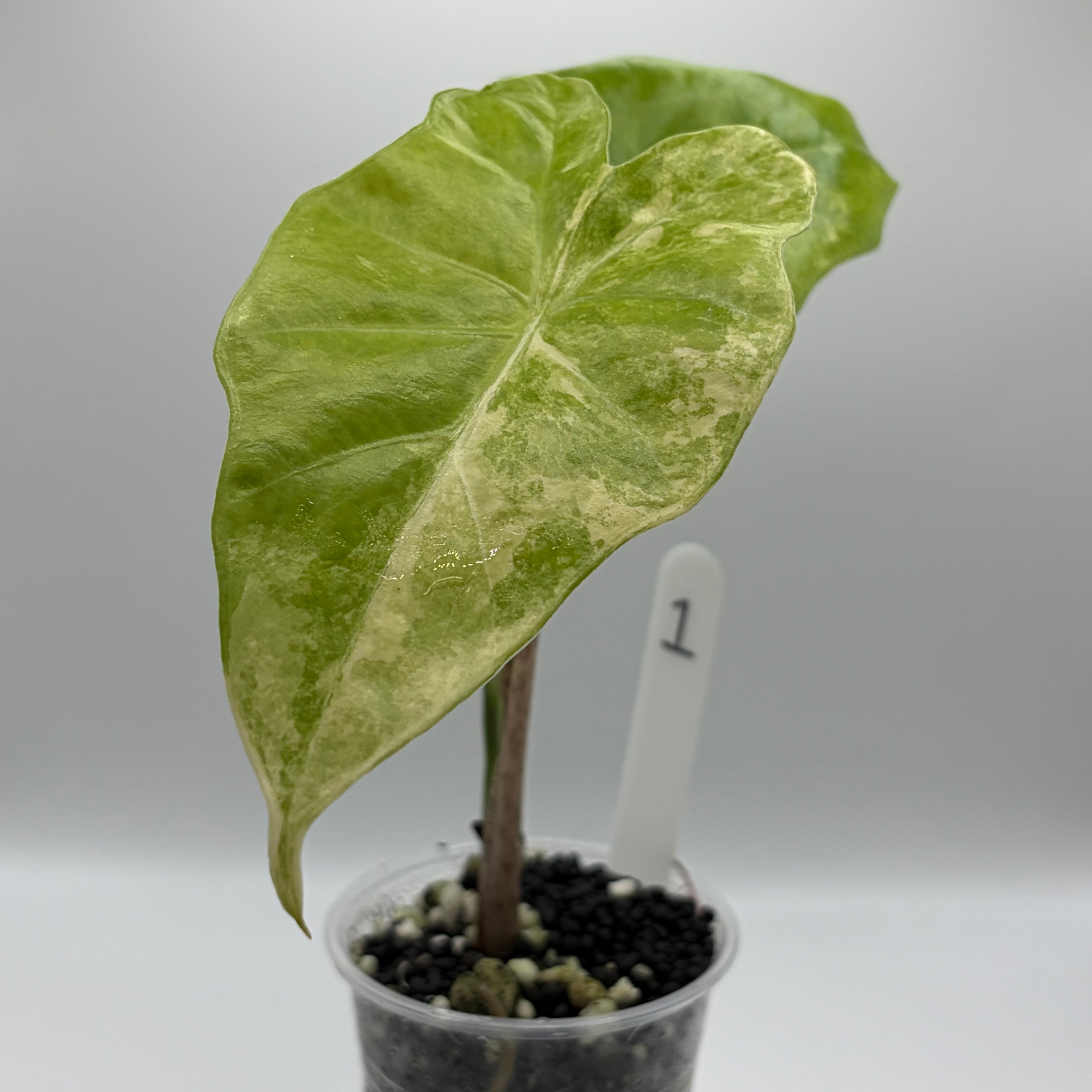 Alocasia Portora aurea #1