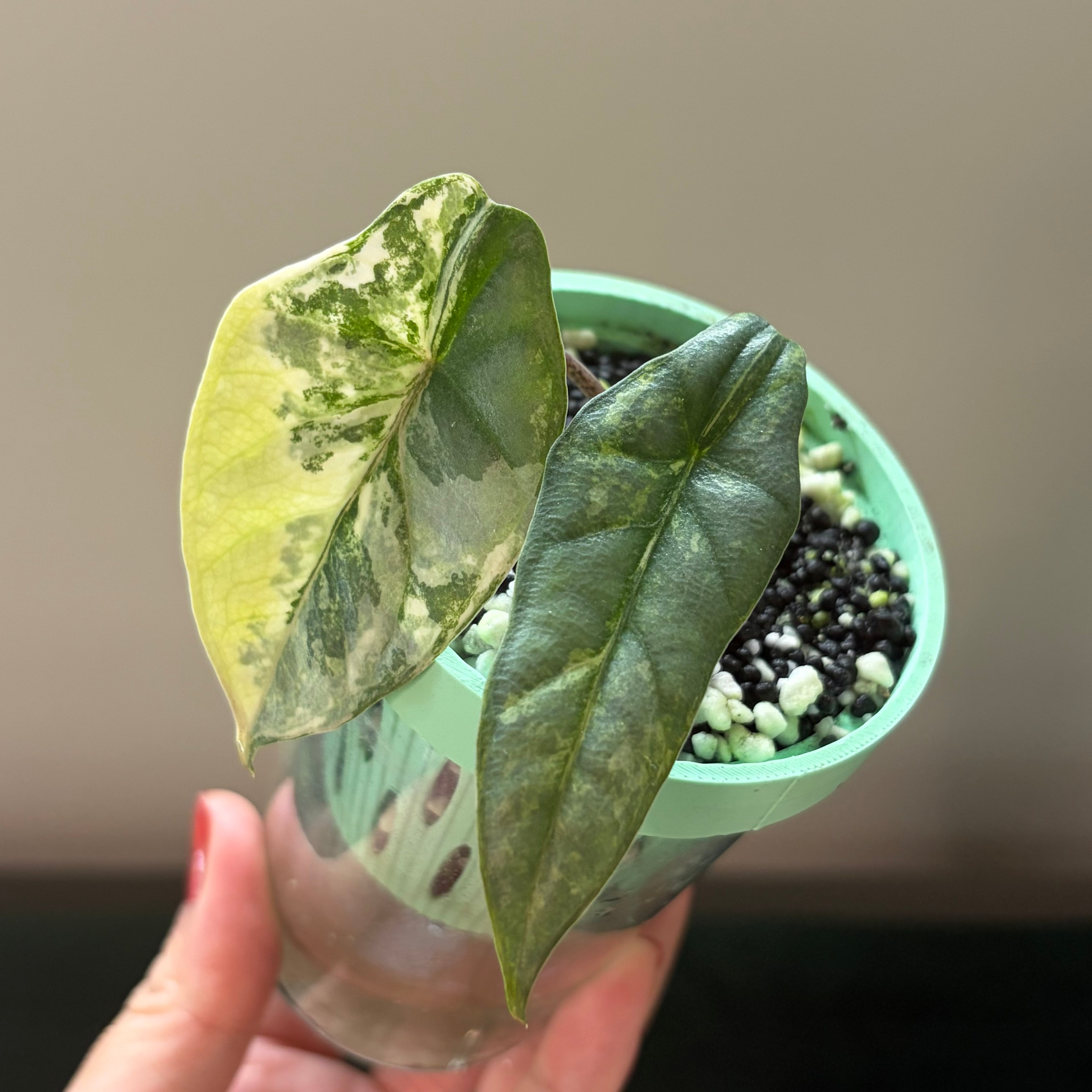 Alocasia 'Heterophylla' Metallic blue aurea (corm)