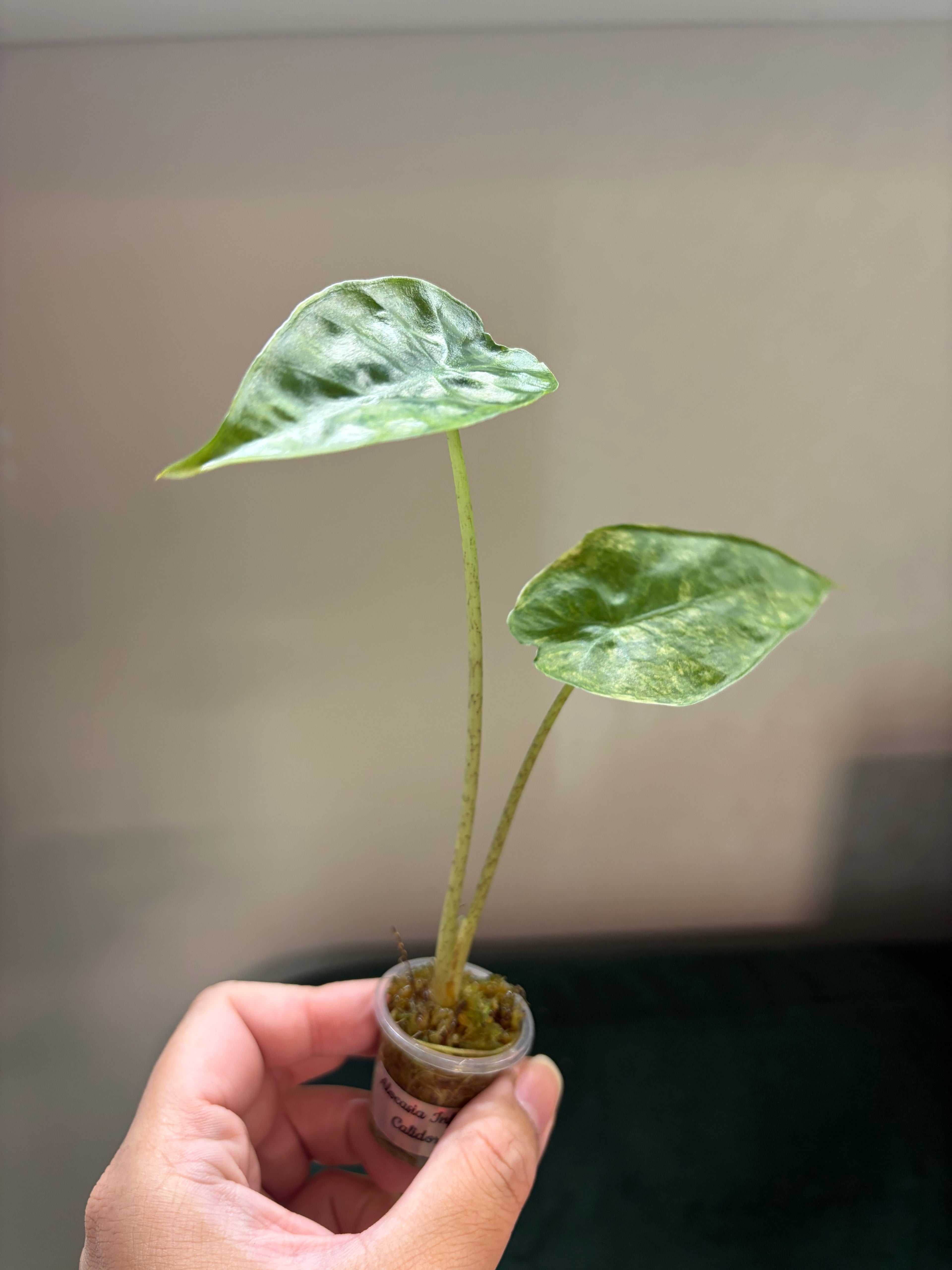 Alocasia Calidora x Infernalis black