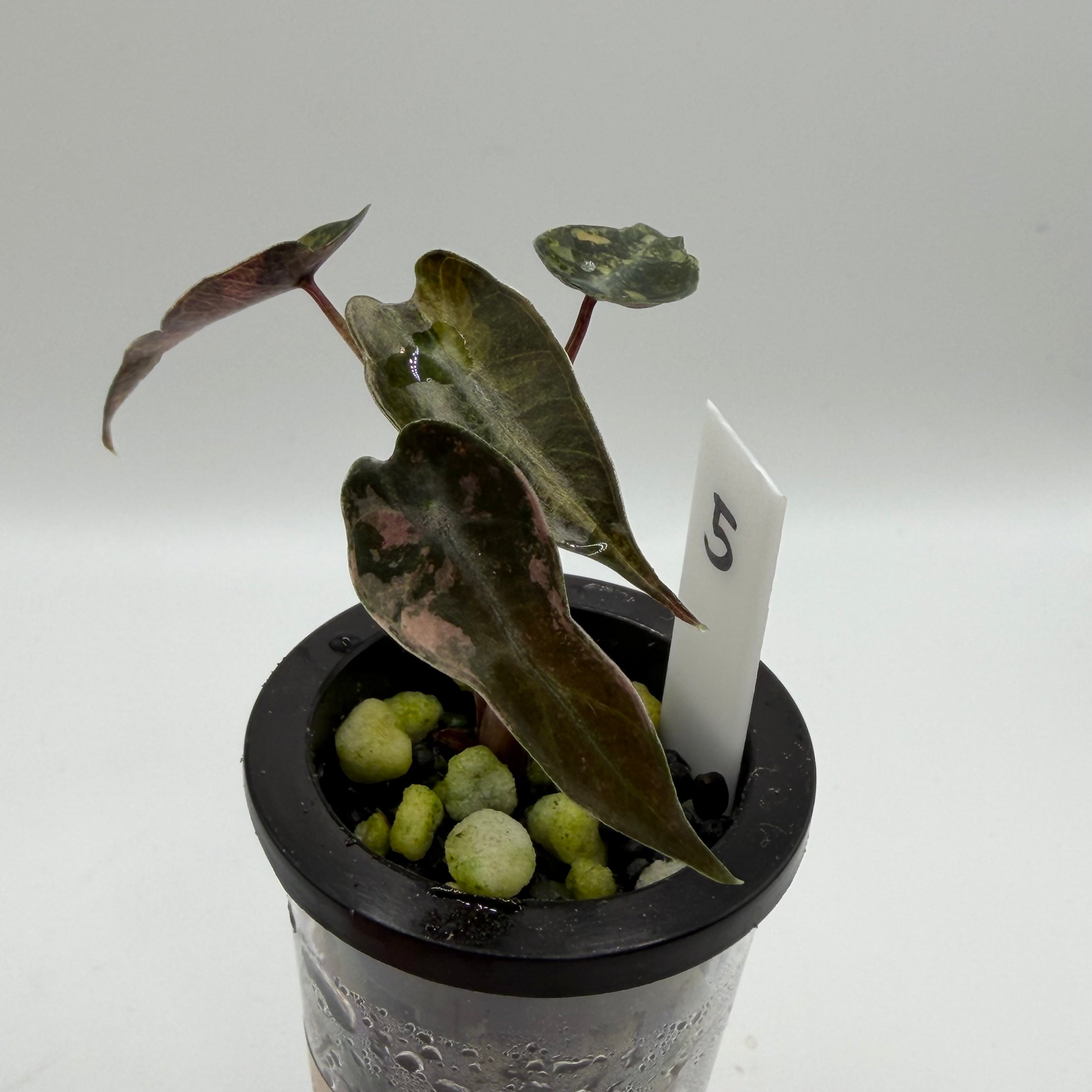 Alocasia Bambino aurea