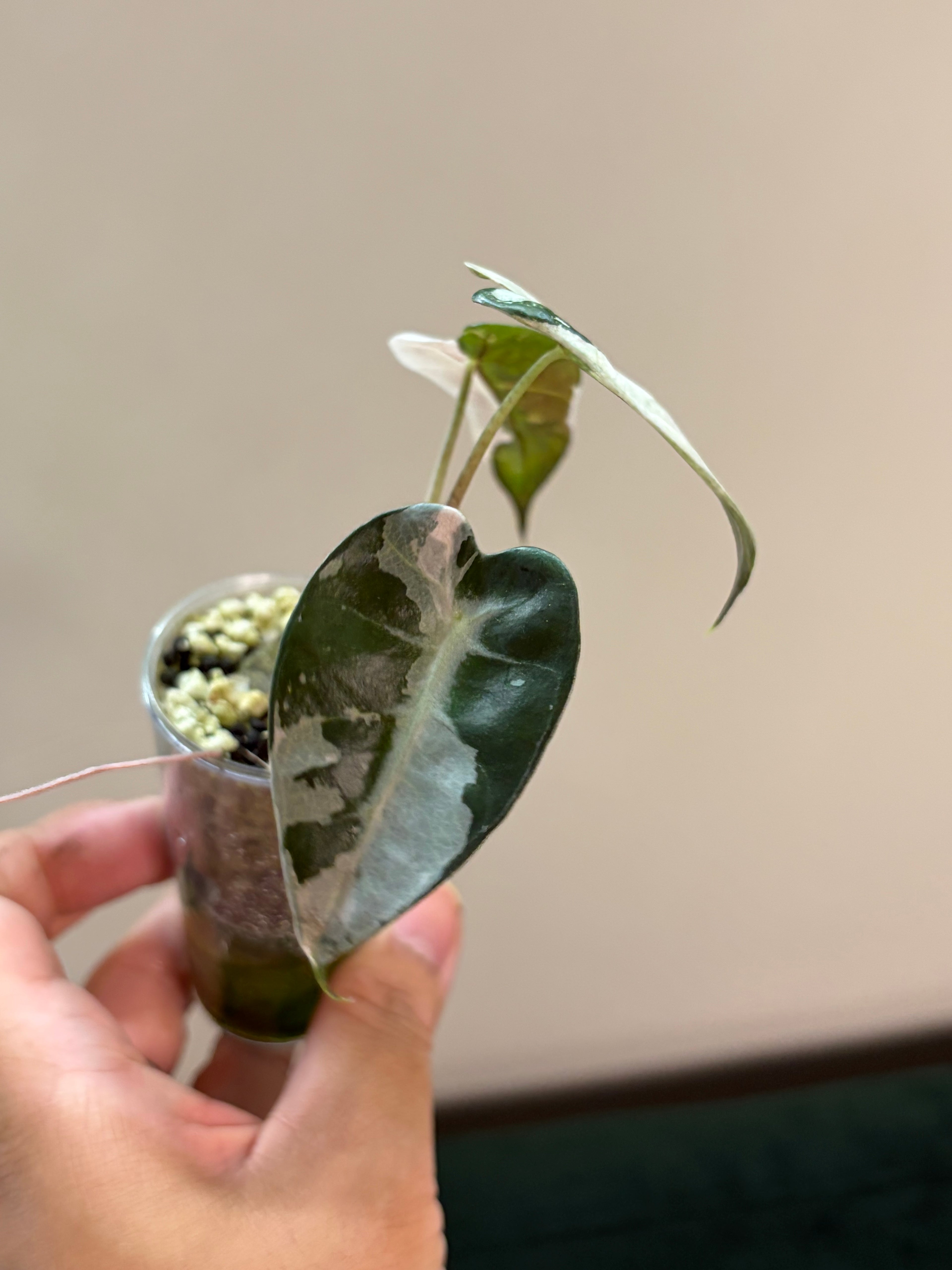 Alocasia Bambino pink #1