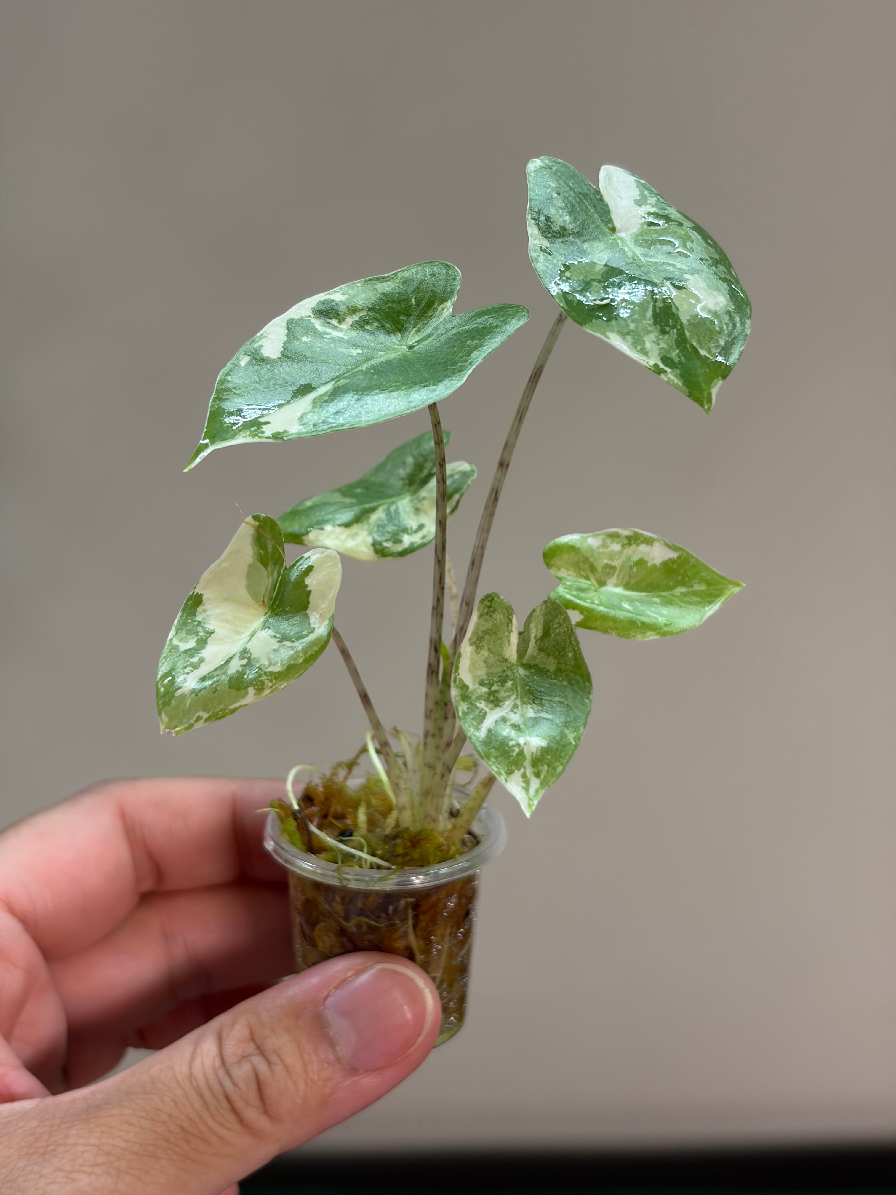 Alocasia Calidora hybrid albo #1
