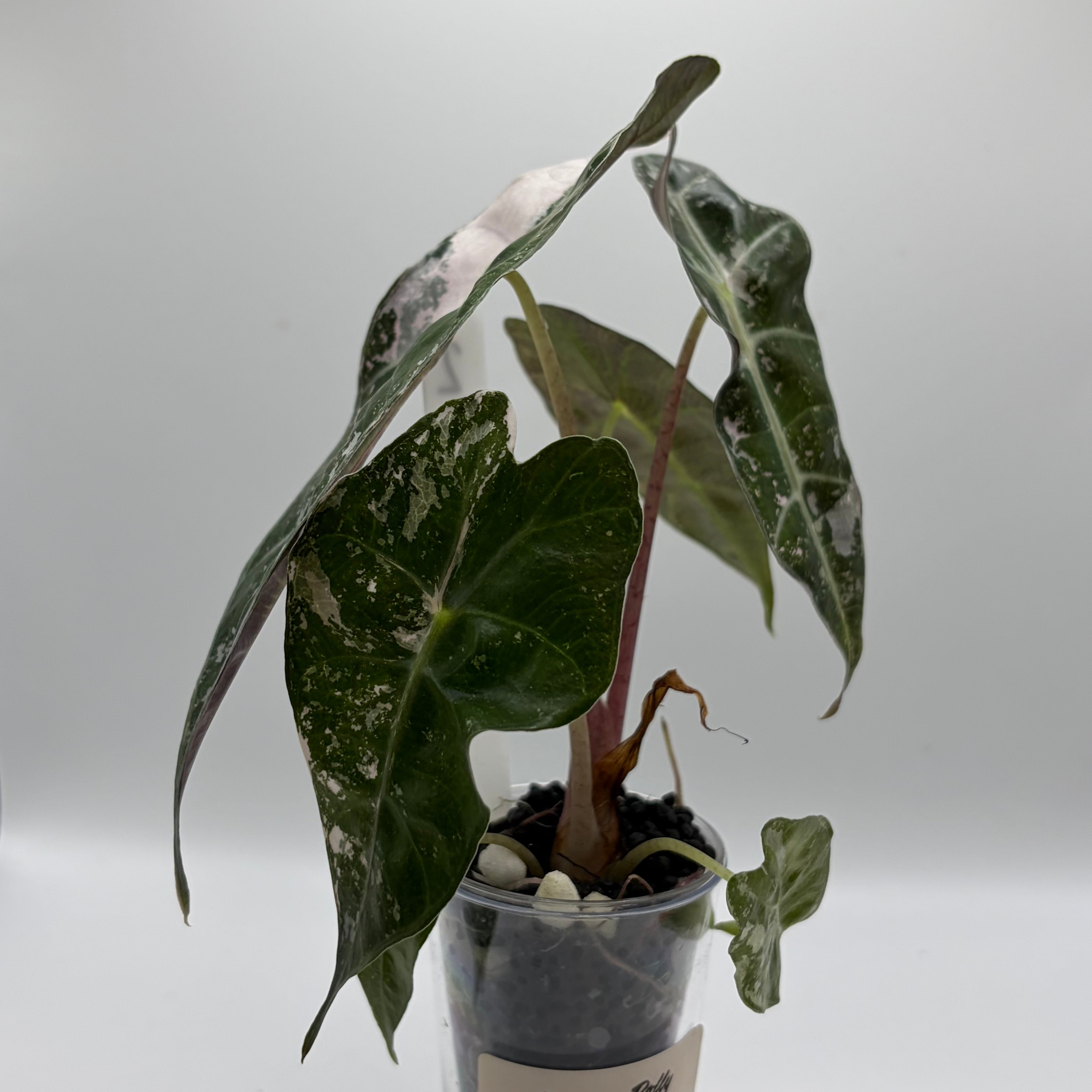 Alocasia Polly pink snowflake