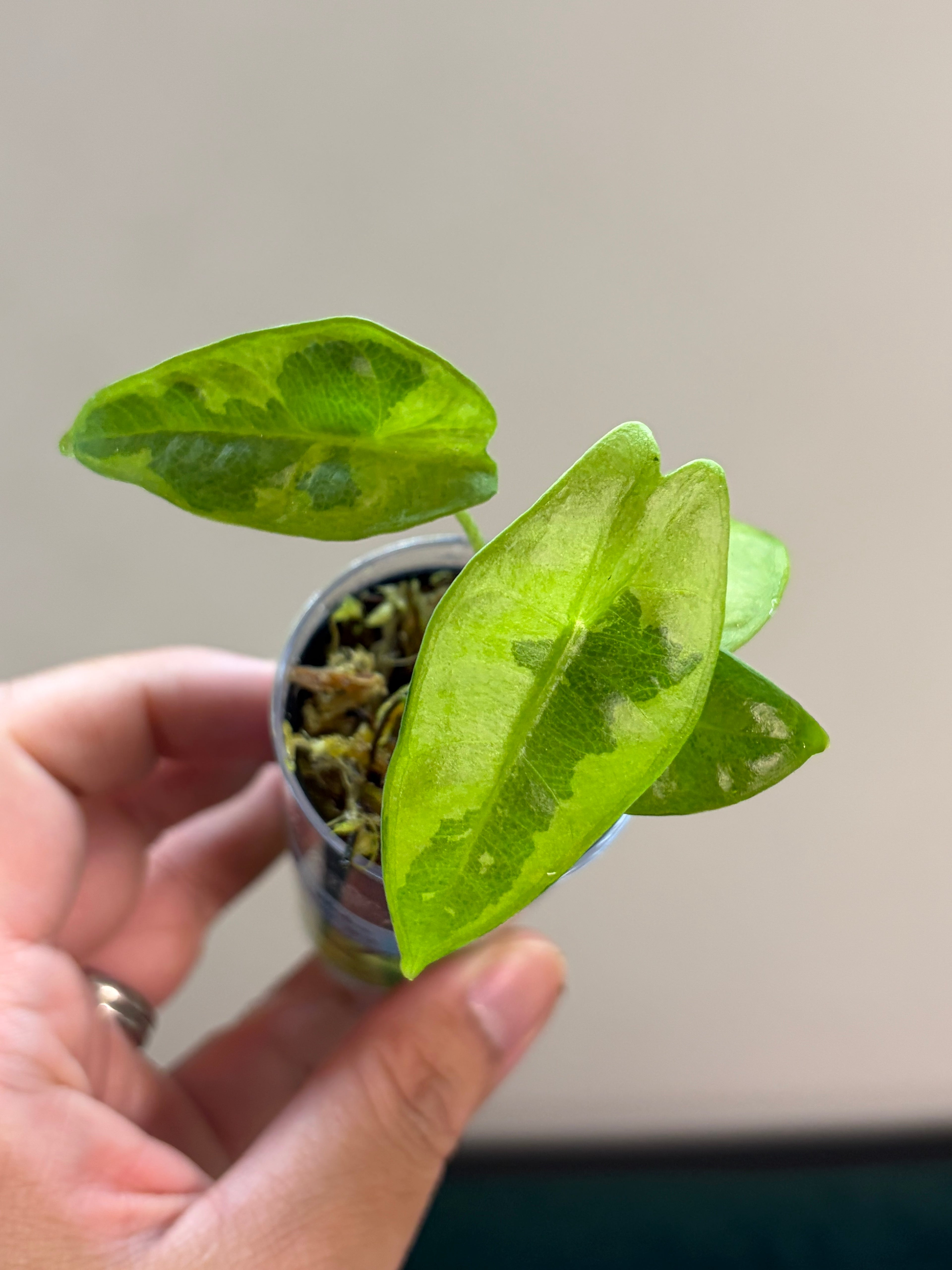 Alocasia Longiloba lava #2