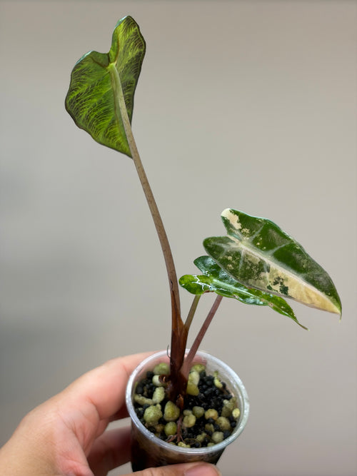 Alocasia Bambino aurea #1