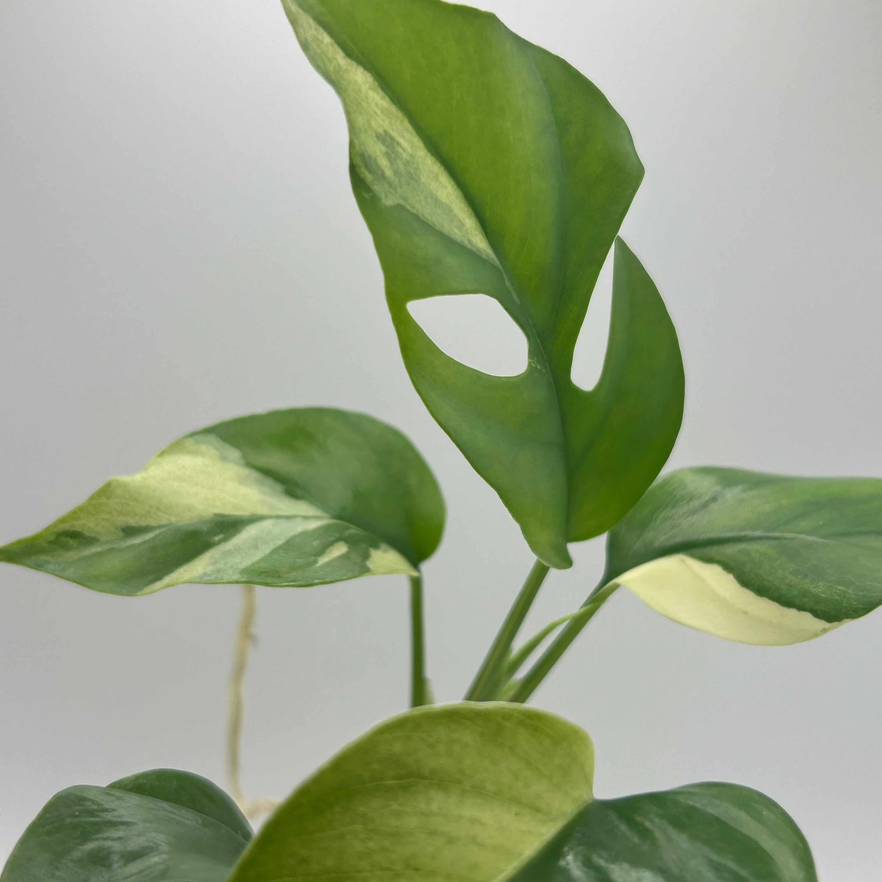 Rhaphidophora Tetrasperma albo