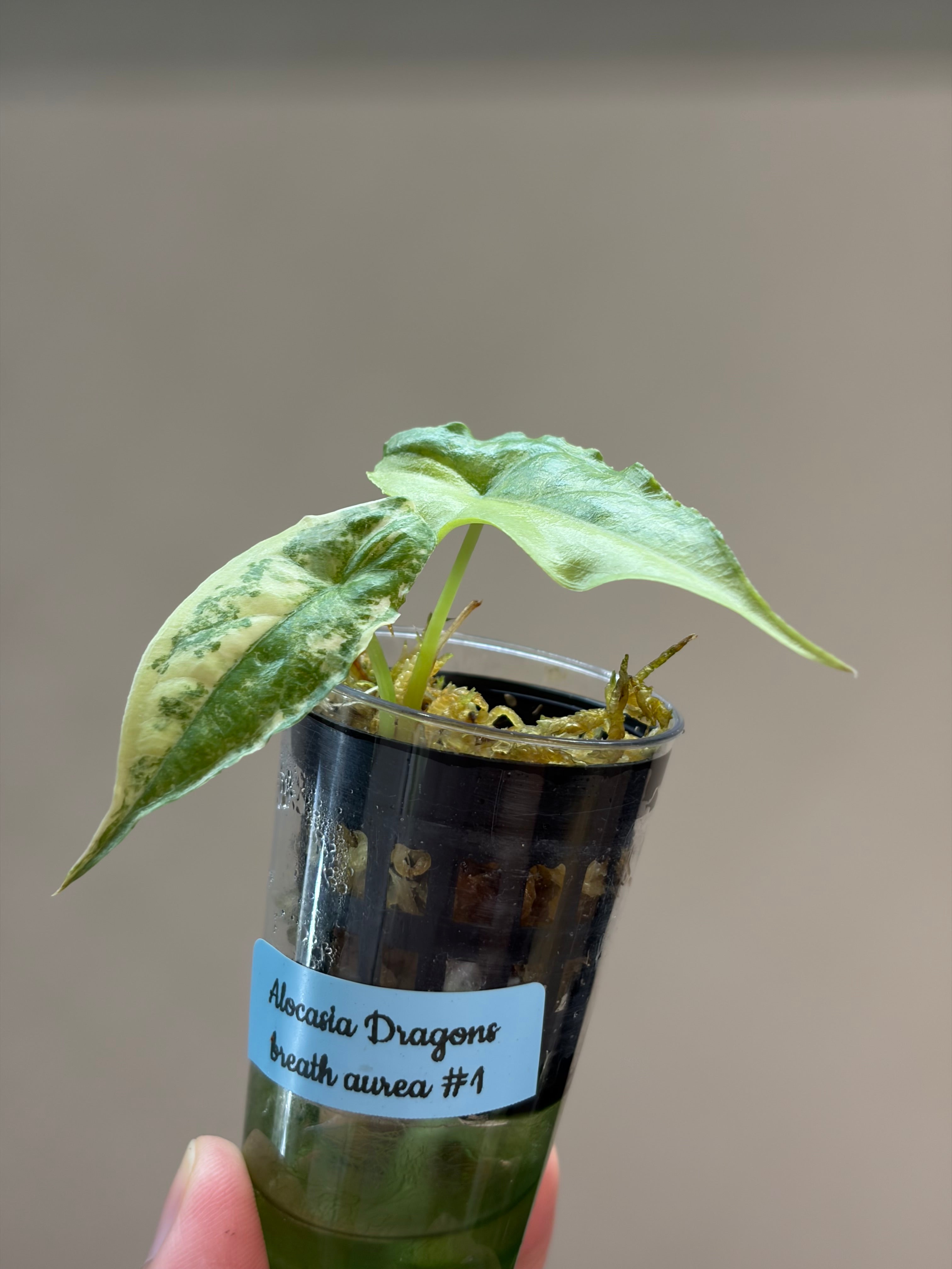 Alocasia Dragons breath aurea #1
