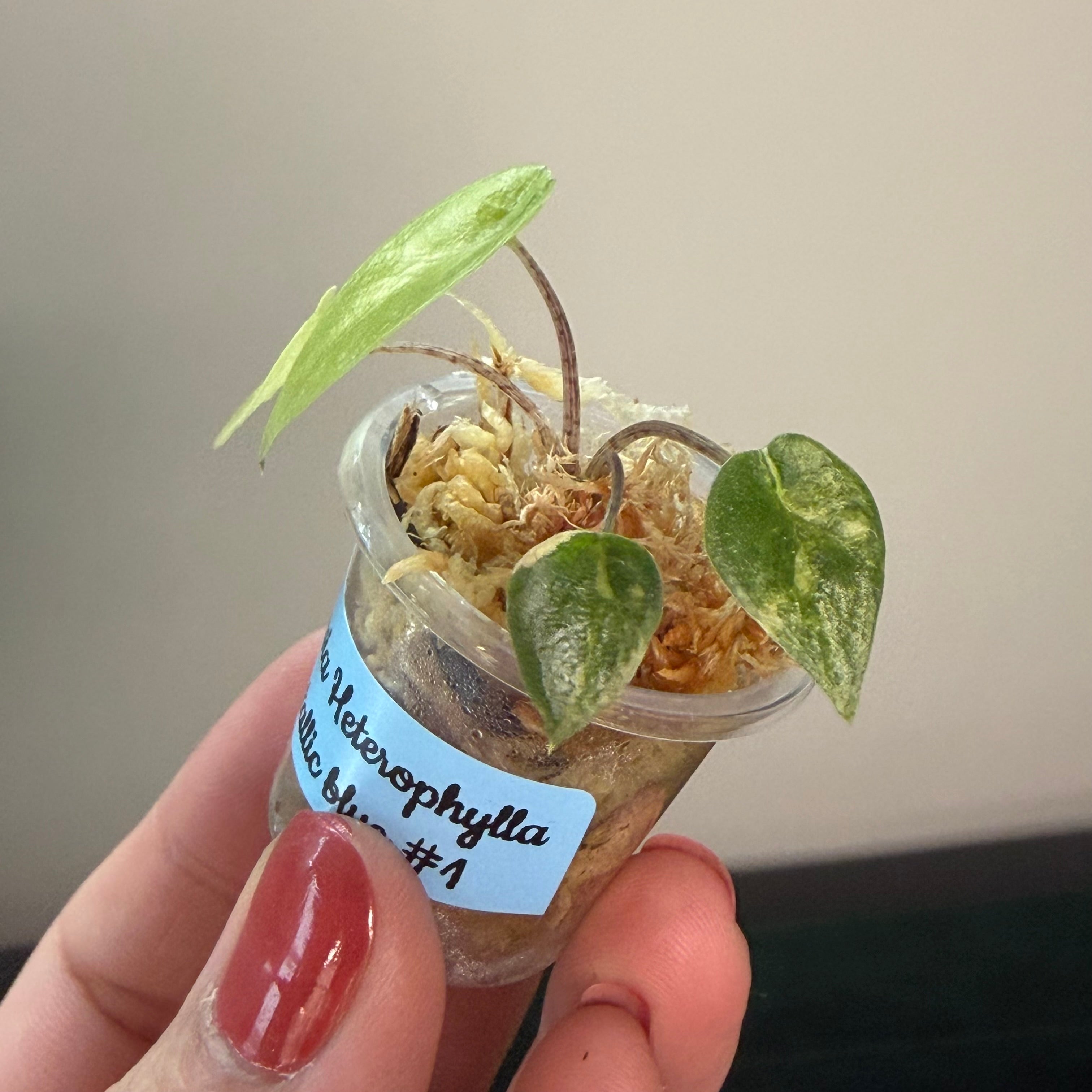 Alocasia 'Heterophylla' Metallic blue aurea #1