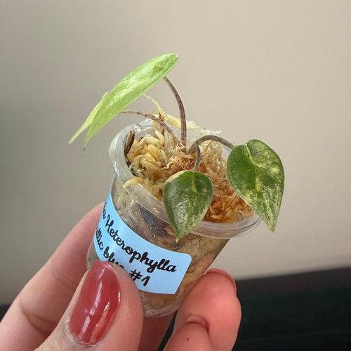 Alocasia 'Heterophylla' Metallic blue aurea #1