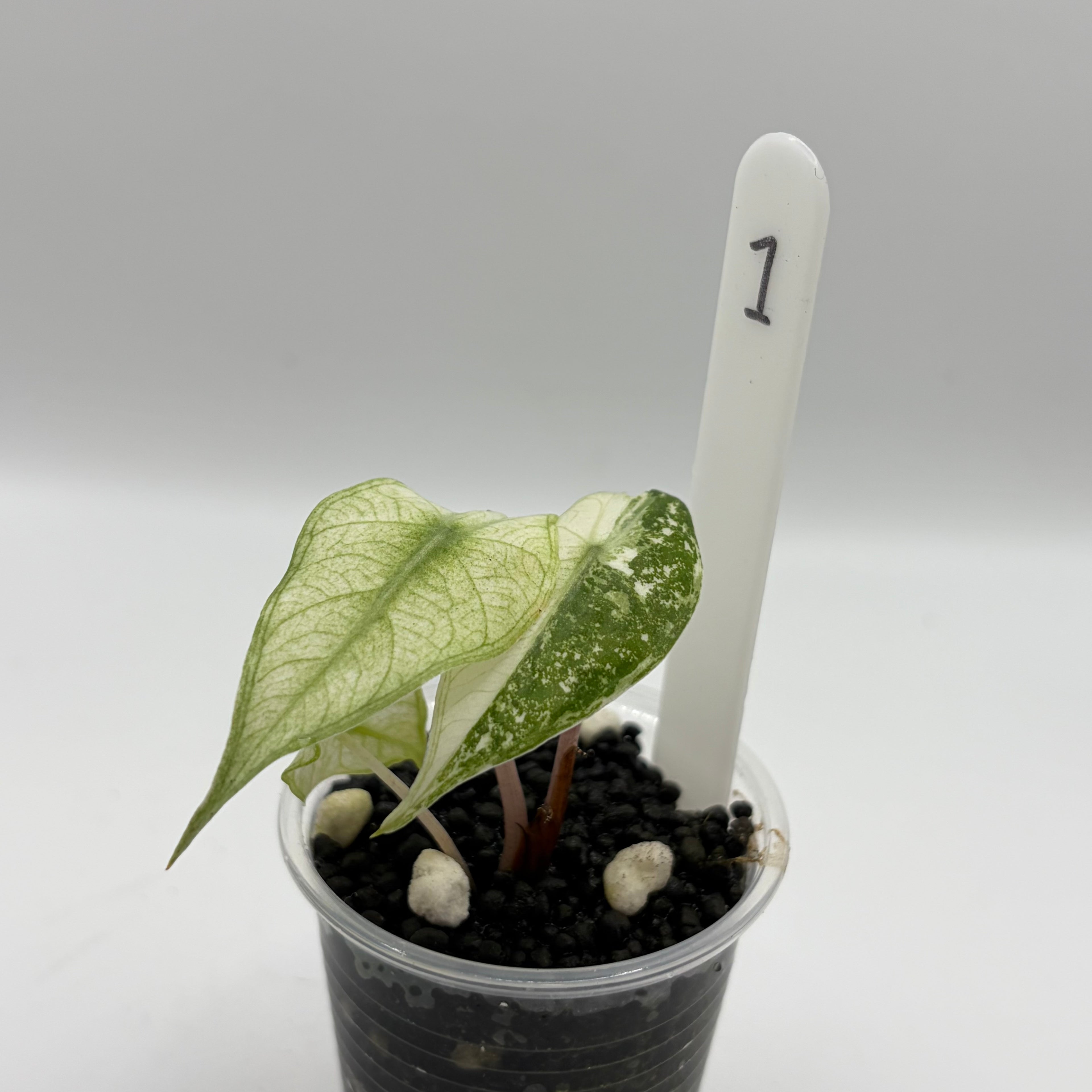 Alocasia Pink dragon albo #1