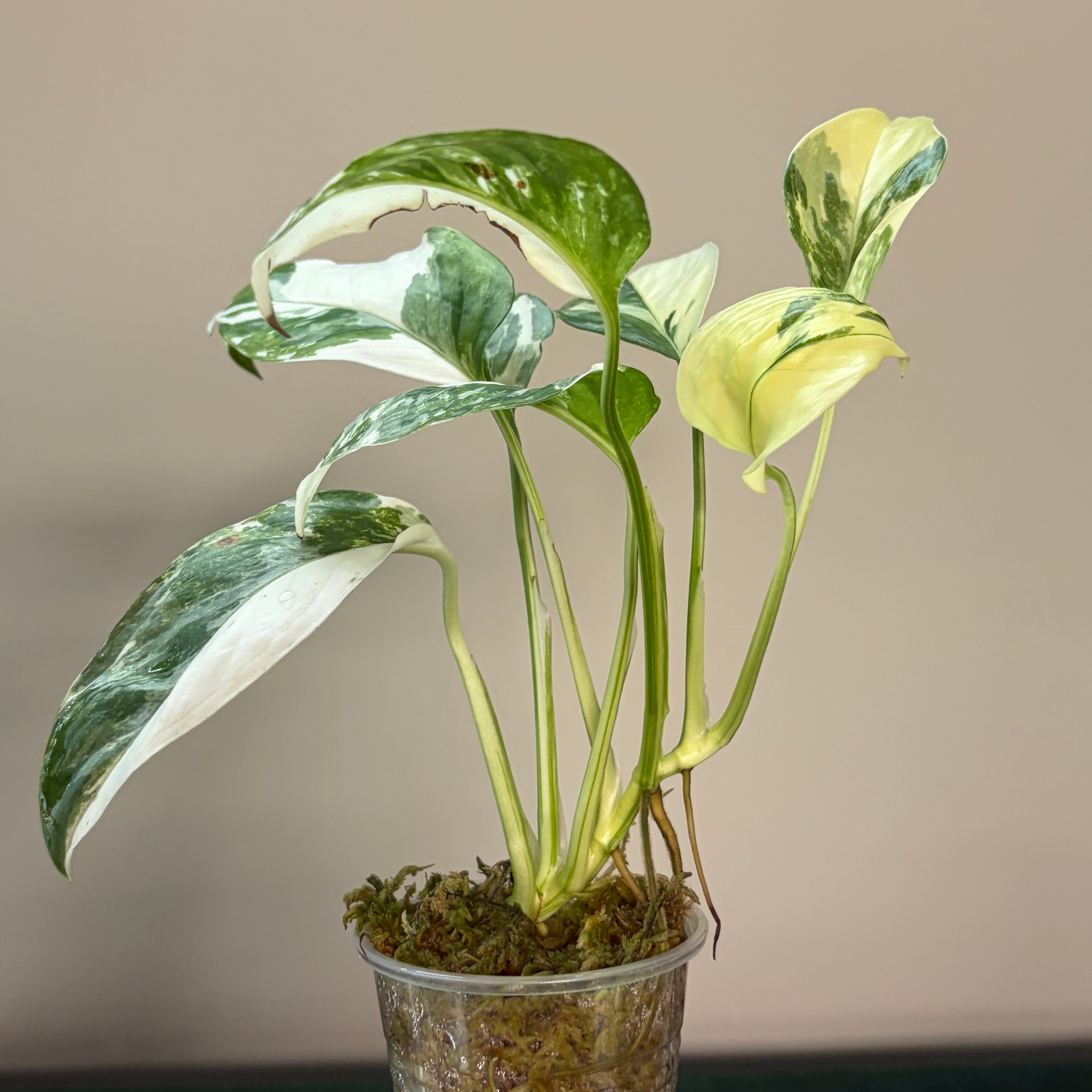 Monstera Lechleriana albo #1